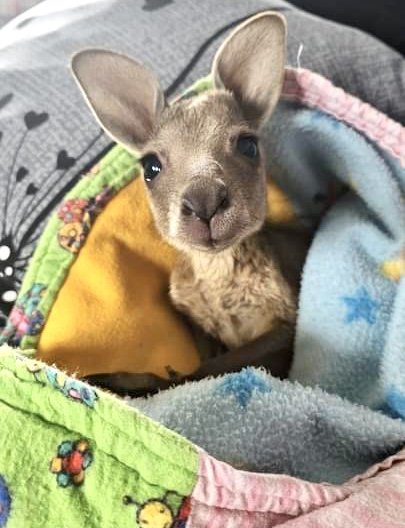 Sponsor a Joey