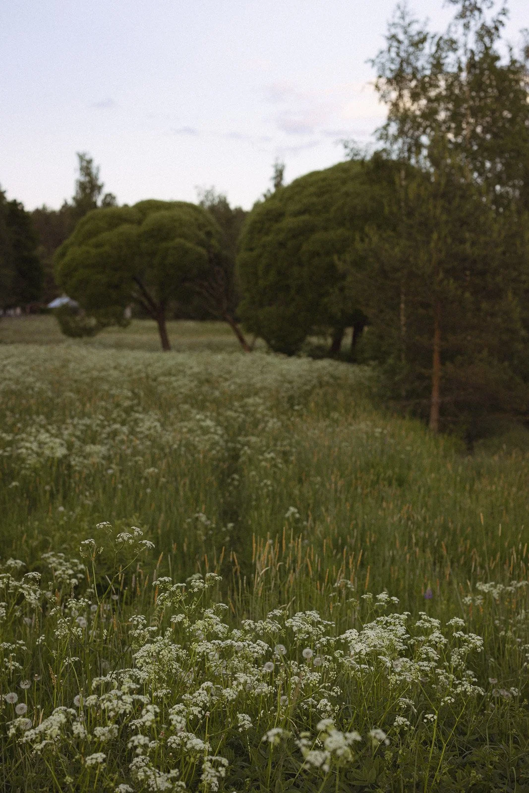 äitiyskuvaus tampereella niittymiljöössä