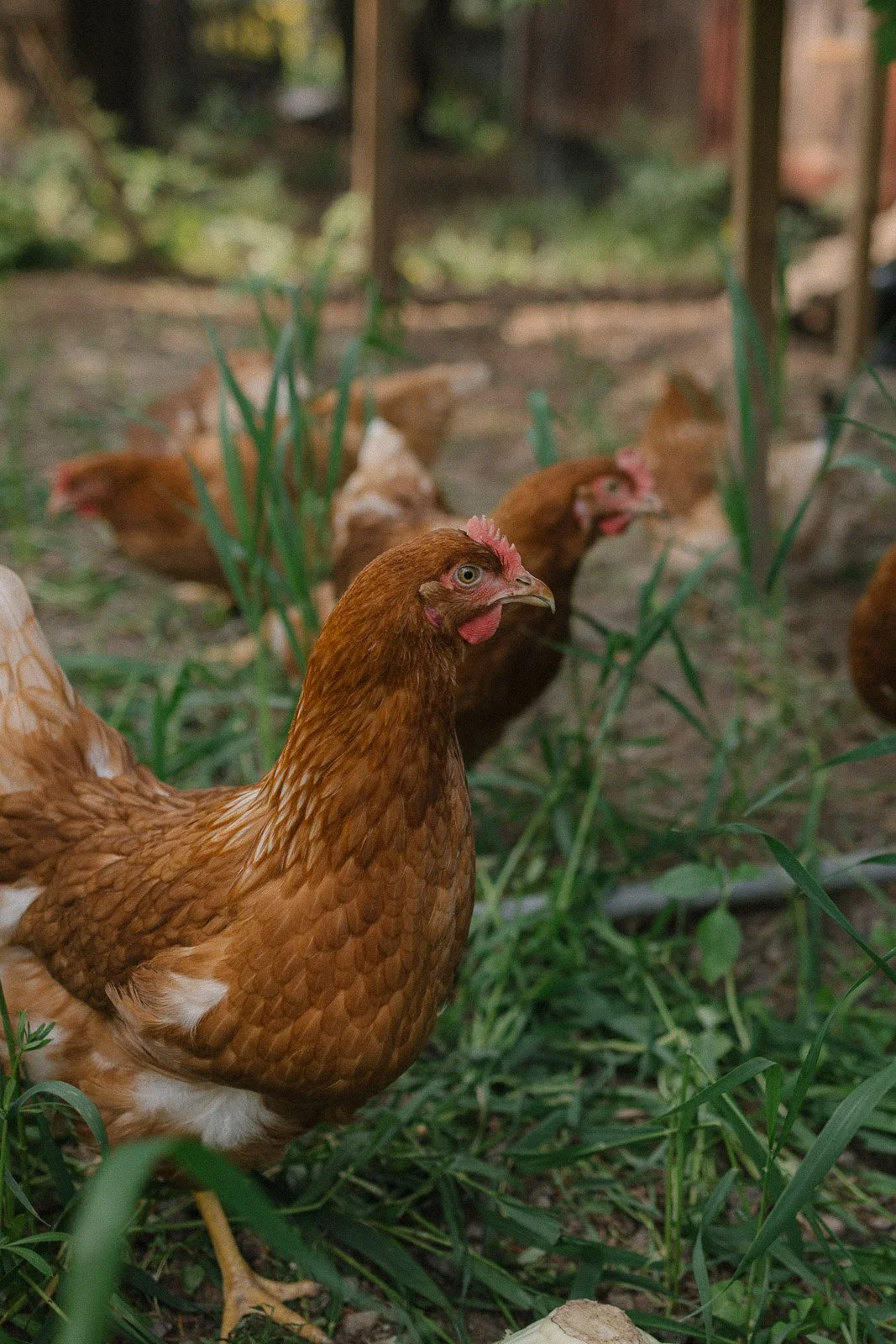 perhekuvaus perheen maatilalla