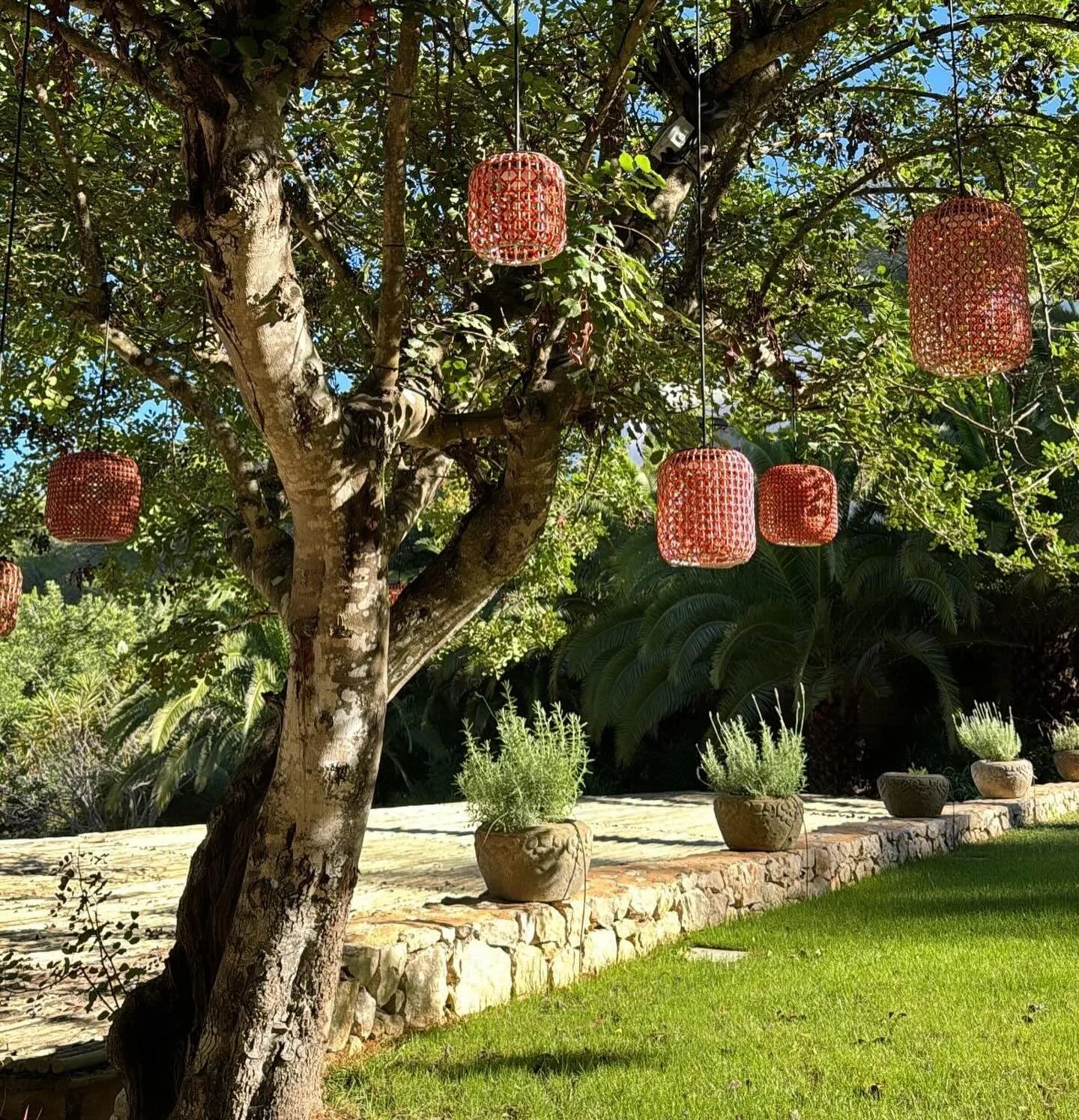 Loving the nature around Can Geco 🌱🌿

#cangecoibiza #ibizarentals #luxuryvillarental #ibiza2024 #ibizarealestate