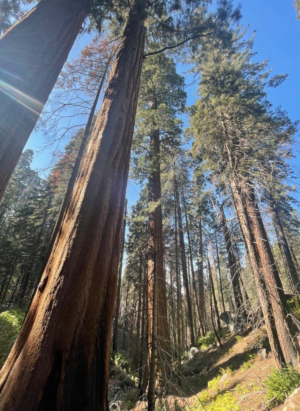 How FounderFuego® Was Born: The Sequoia Forest Story Behind Our Mission