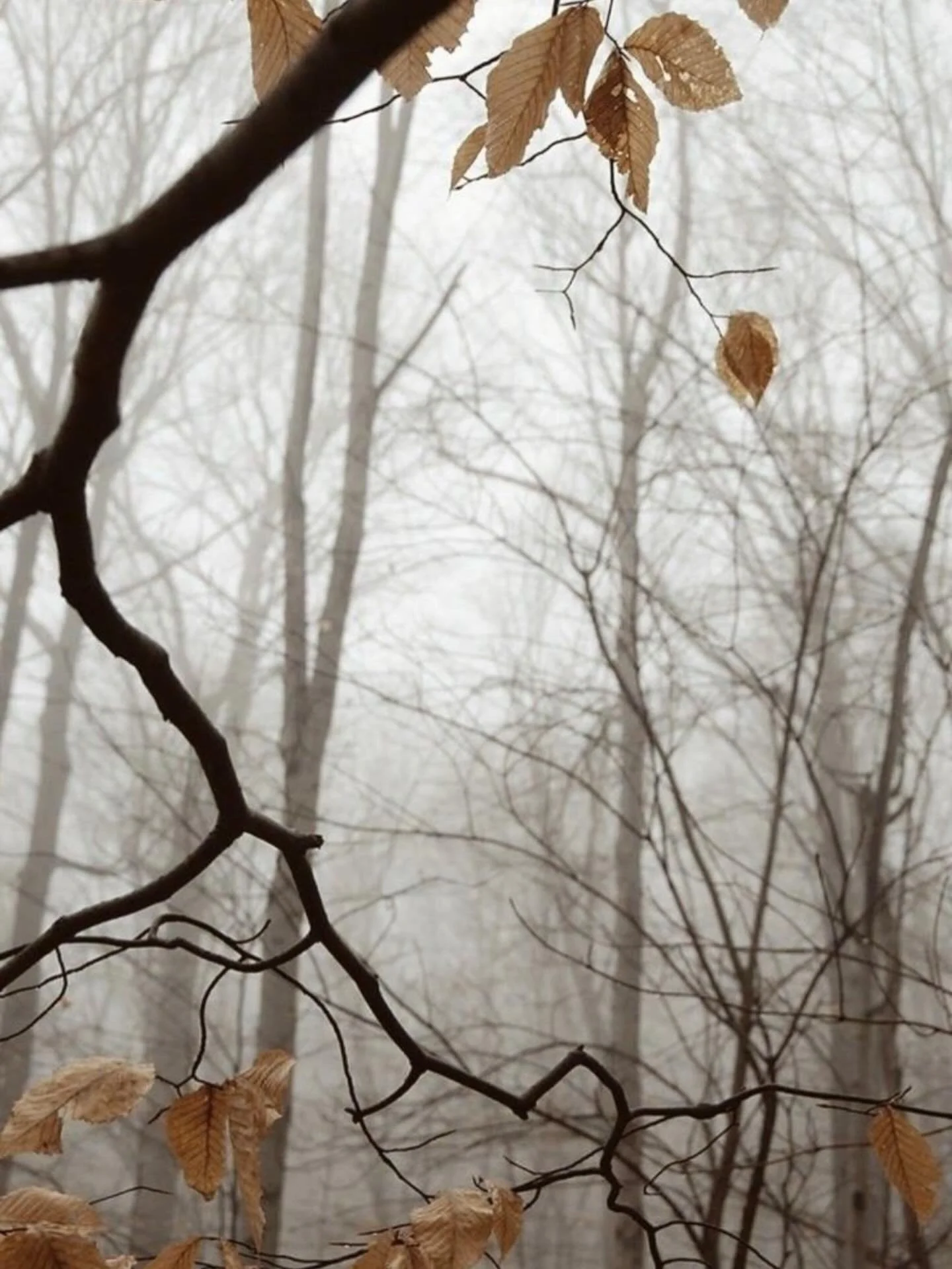 In the quiet hush of an autumn forest, colours soften into whispers.
Warm ochres, muted golds, delicate lines against a veil of mist &mdash;
nature sketches the same graphics I return to, season after season.

The crinkled leaves, the branching silho