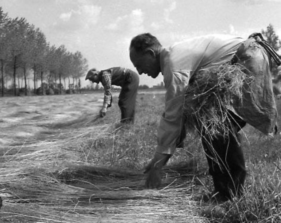 Flax retting in the field