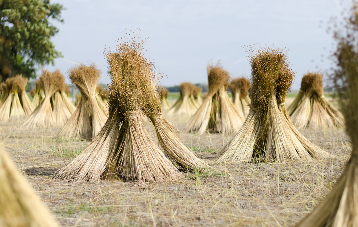 Harvested flax bundles