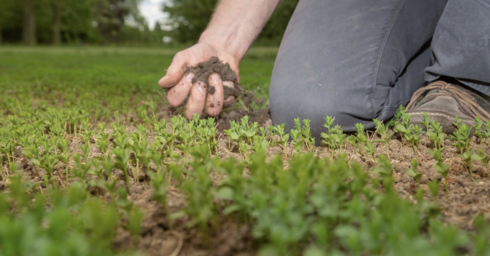 Sowing flax seeds