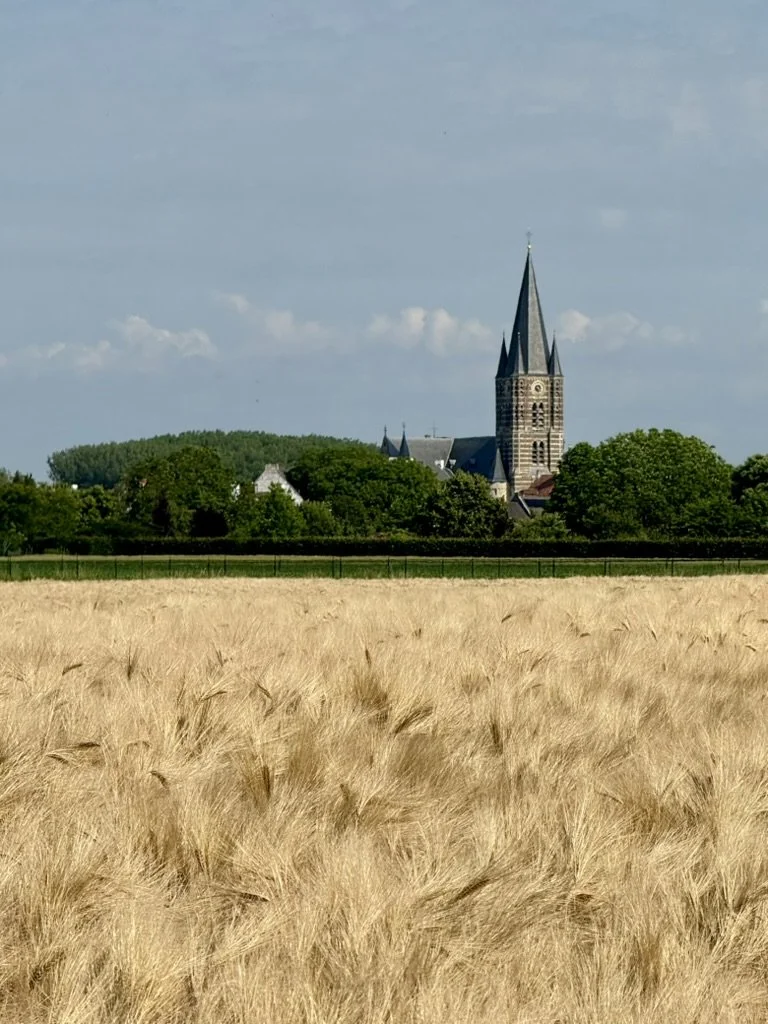 thorn-church-tower-golden-wheat-field.jpg