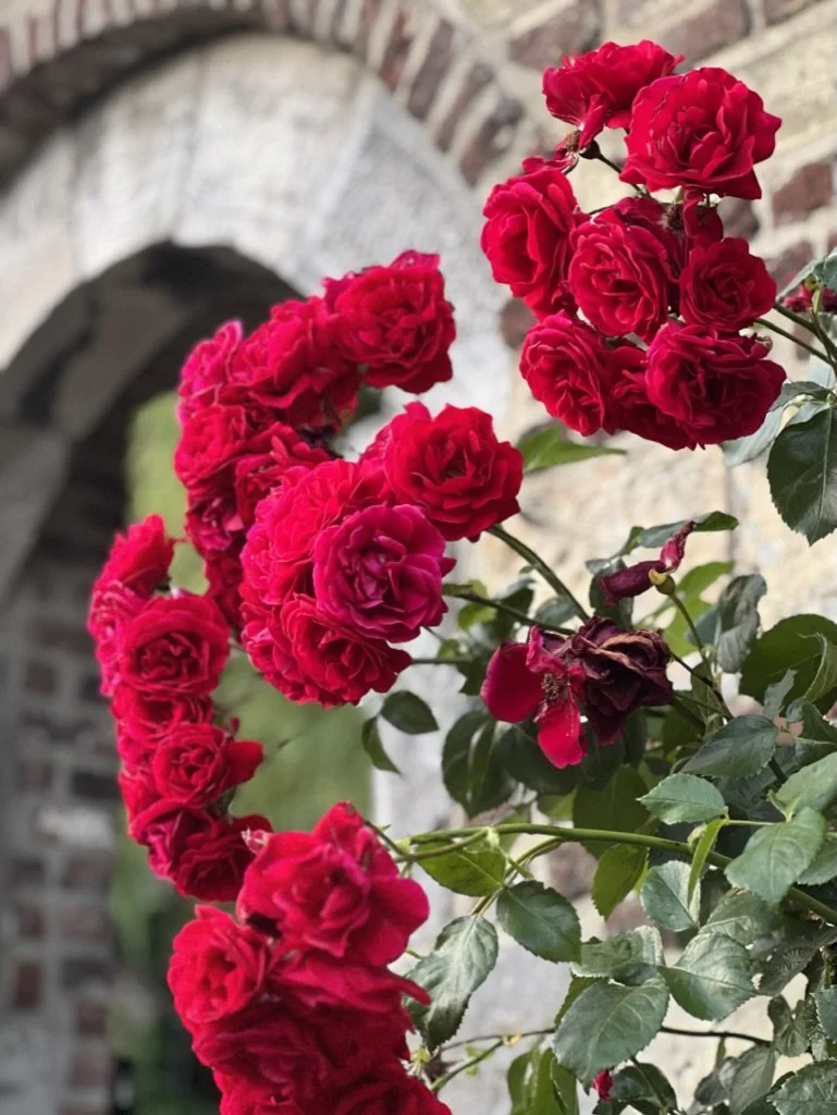 red-climbing-roses-historic-thorn.jpg
