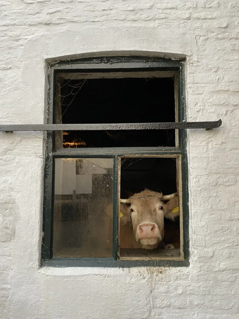 cow-window-whitewashed-building-thorn.jpg
