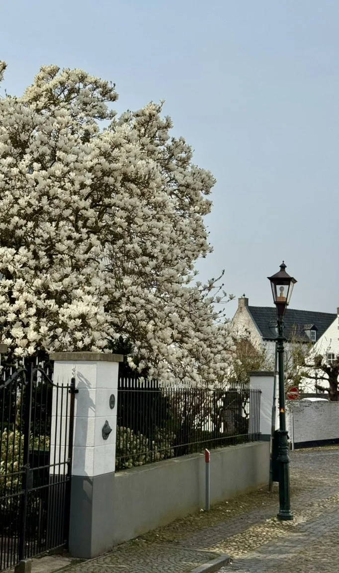 white-flowering-trees-historic-street-thorn.jpg