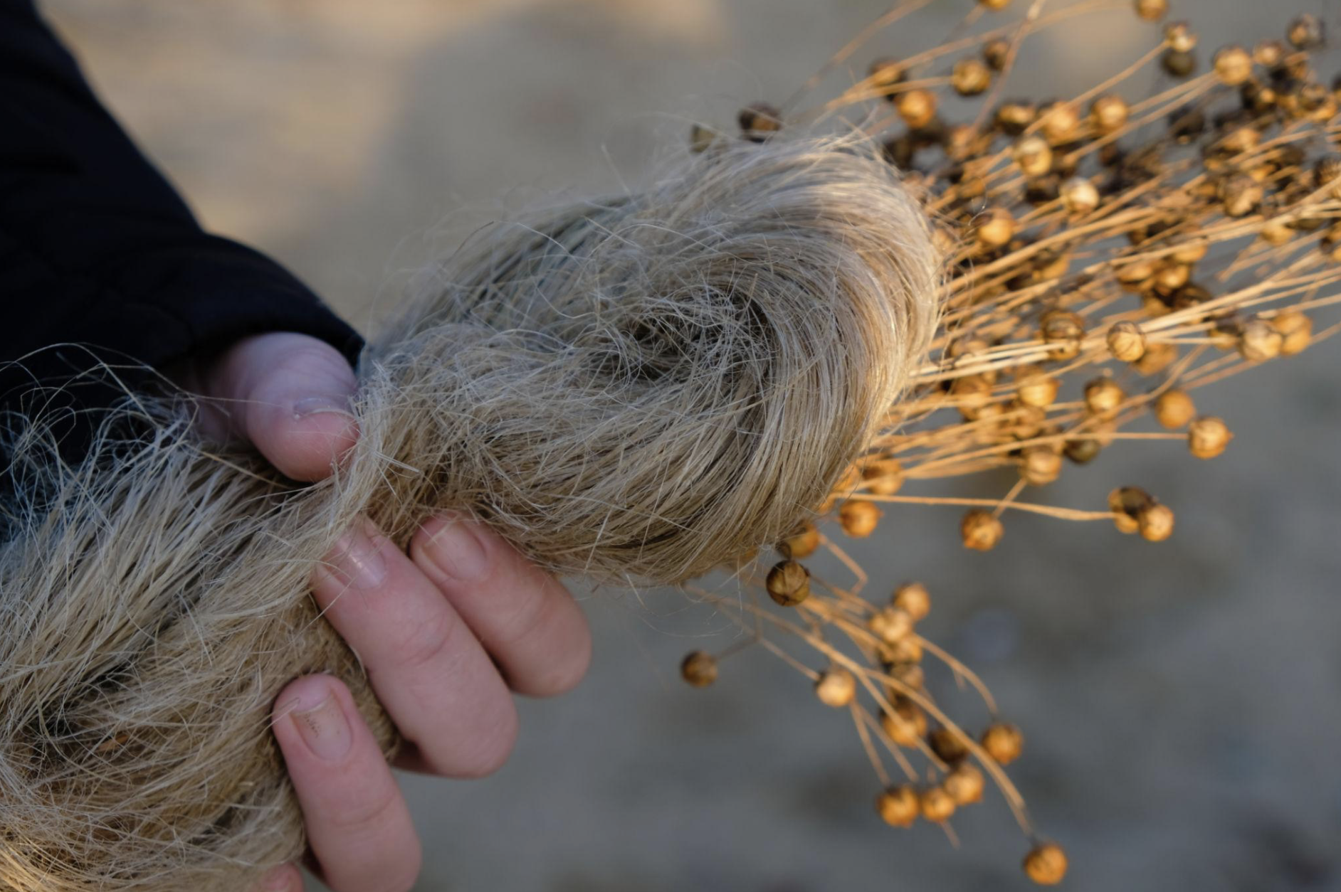 Hand holding raw flax fibers, the natural origin of linen textile”