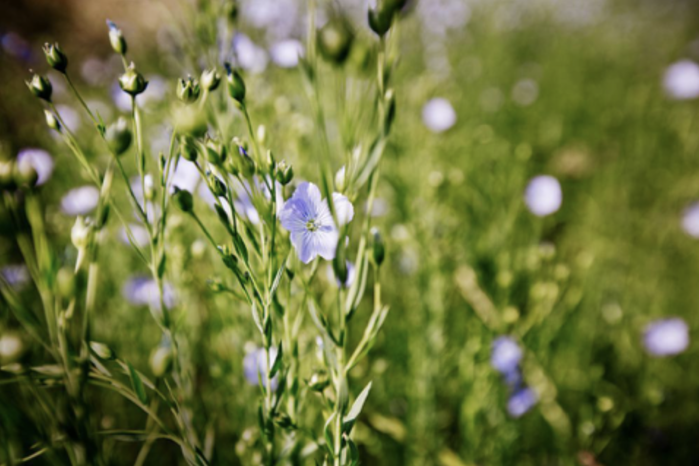 Close-up of blooming flax plants with blue flowers used for linen production