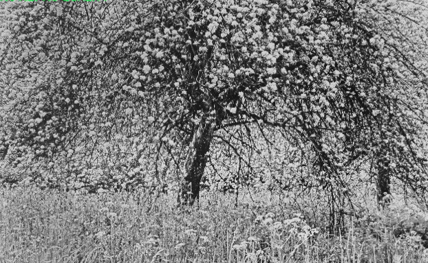 Black-and-white photograph of a blossoming tree in a meadow, taken by the founder’s father, capturing texture, light, and natural rhythm.