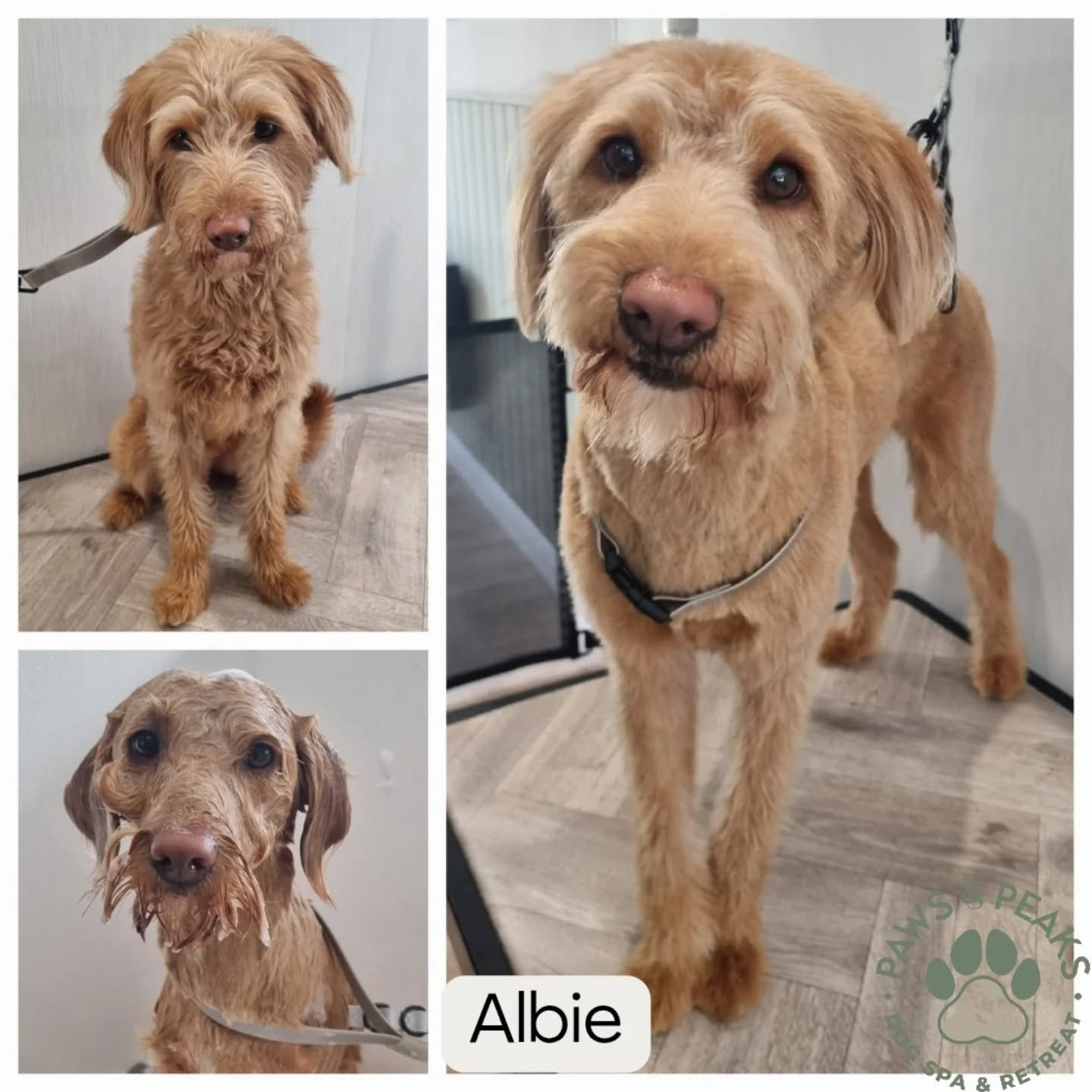 The most adorable visitors 🥰.

Thank you for making my April so amazing!
.
.
.
#puppylove #floof #spaday #dogspa #doggrooming #dogsofinstagram #dogsofinsta #dogslife #dogsalon #doggroomer #bathtime #hydrobath #doggroomersofinstagram #ultrasonicteeth