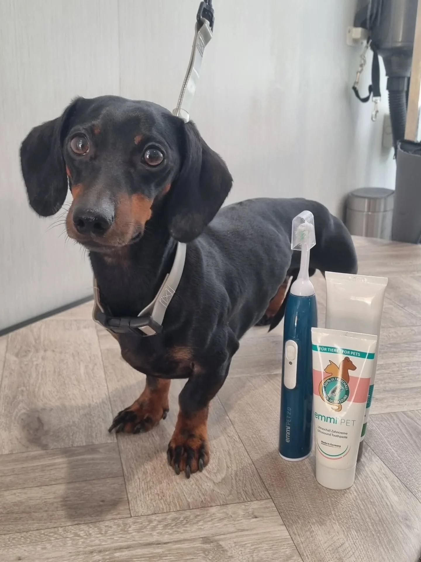 ☆ Richmond ☆

This little star had his first ever ultrasonic teeth clean. Miniature in size, but with the courage of a lion. We achieved great results after just one session - well done sausage! 👏🏻.
.
.
.
#dachshund #miniaturedachshunds #dachshundl