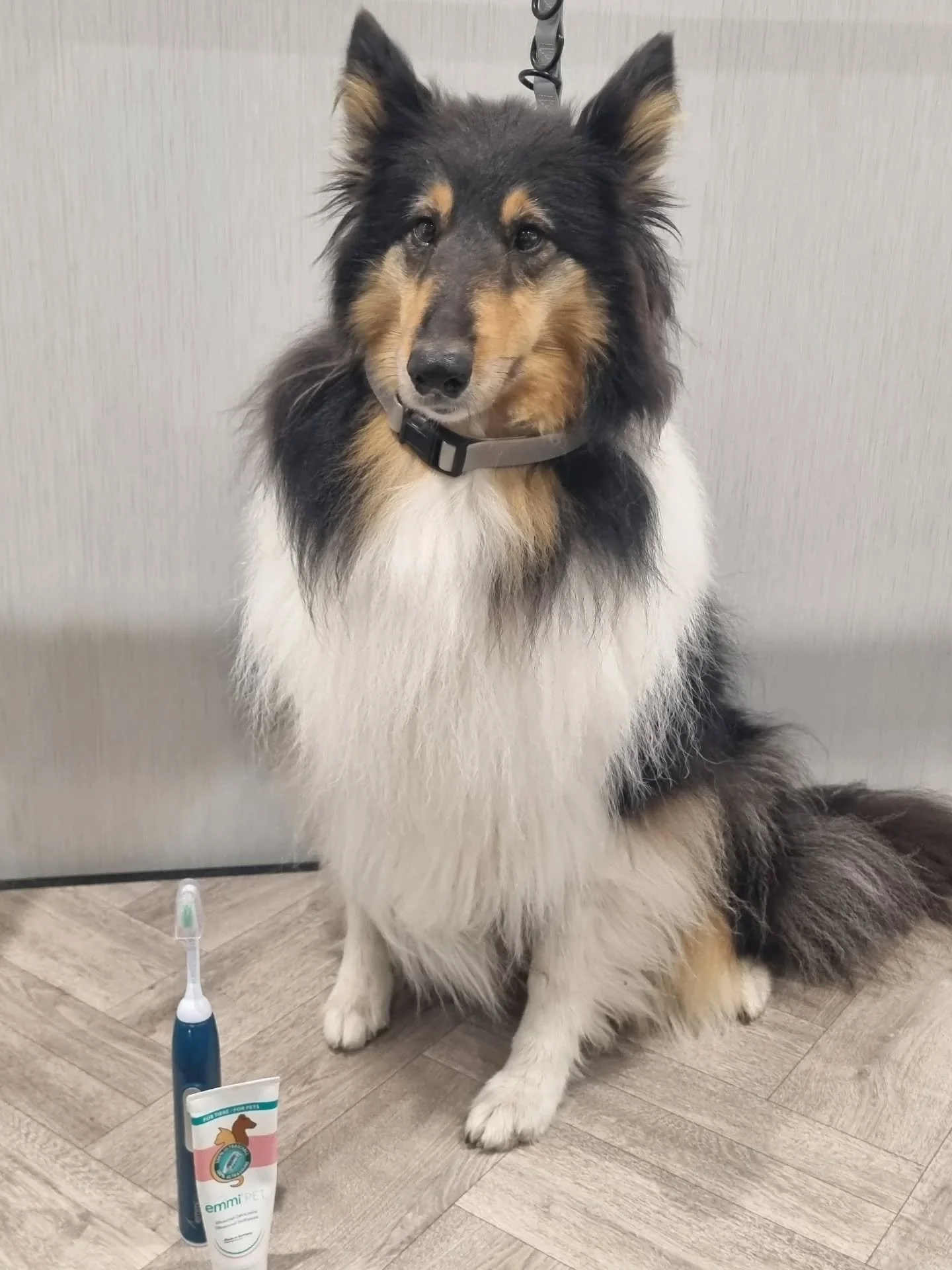 Sweet girl, Saskia, visited the dog spa today for her first ultrasonic teeth cleaning session. Patience is key - I hope to help build up trust and confidence with this nervous girl. She was very brave for her first time, and I look forward to making 