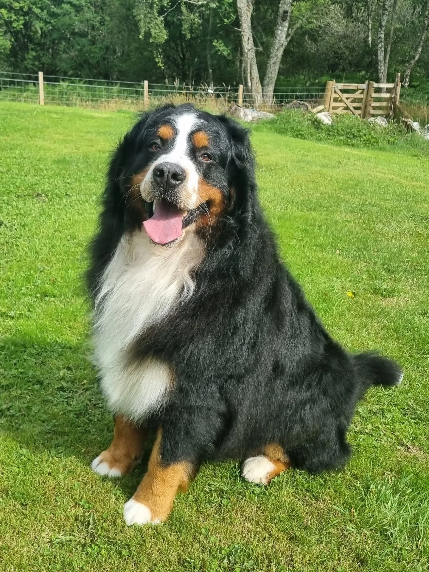 Rocky 🖤🤎🤍. Absolute champ of a dog.
.
.
.
#bernesemountaindog #bernesesofinstagram #burneselove #bigdog #goodboy #spaday #dogspa #doggrooming #dogsofinstagram #dogsofinsta #dogslife #dogsalon #doggroomer #bathtime #hydrobath #doggroomersofinstagra