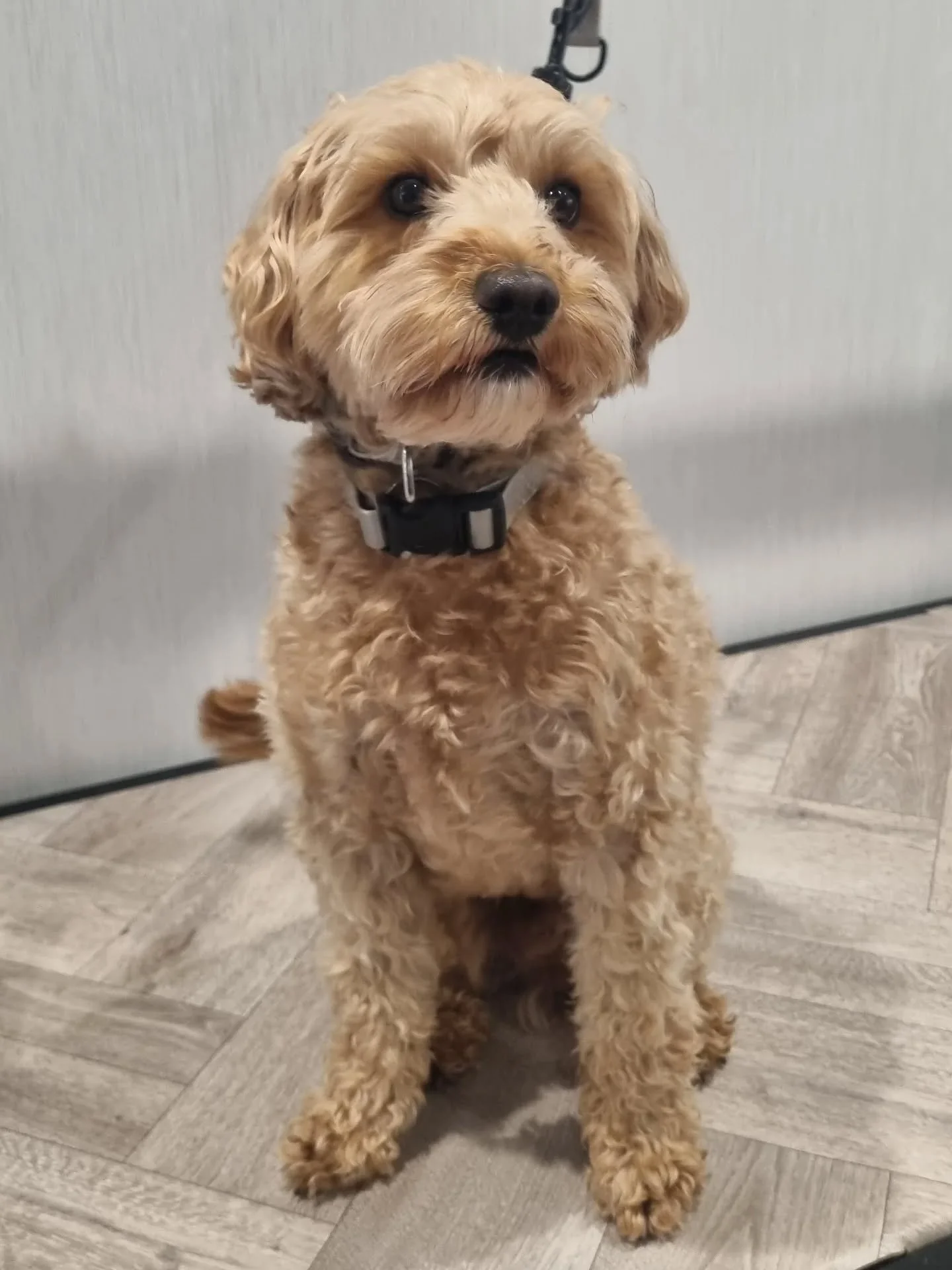 Adorable Reuben visited this week to start his ultrasonic journey. The first session was a success, and I've got no doubt that Reuben's confidence will grow with each session as we work to maintain healthy teeth and gums 🦷✨️.
.
.
.
#cavapoo #cavapoo