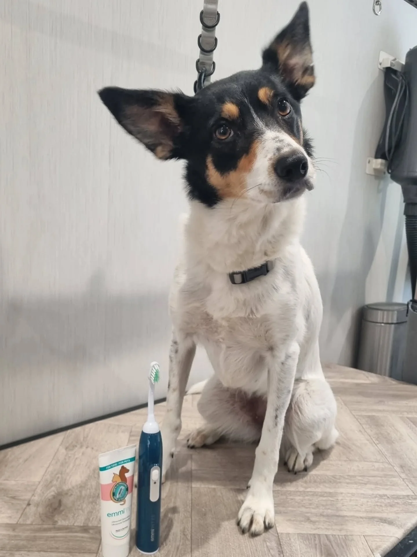Skye visited the dog spa for a bit of TLC on those pearly whites. This absolute sweetheart is a pro at having her teeth brushed, so her first ever ultrasonic clean was a breeze for her 👌🏻🦷✨️. Well done goodest girl.
.
.
.
#ultrasonicteethcleaning 