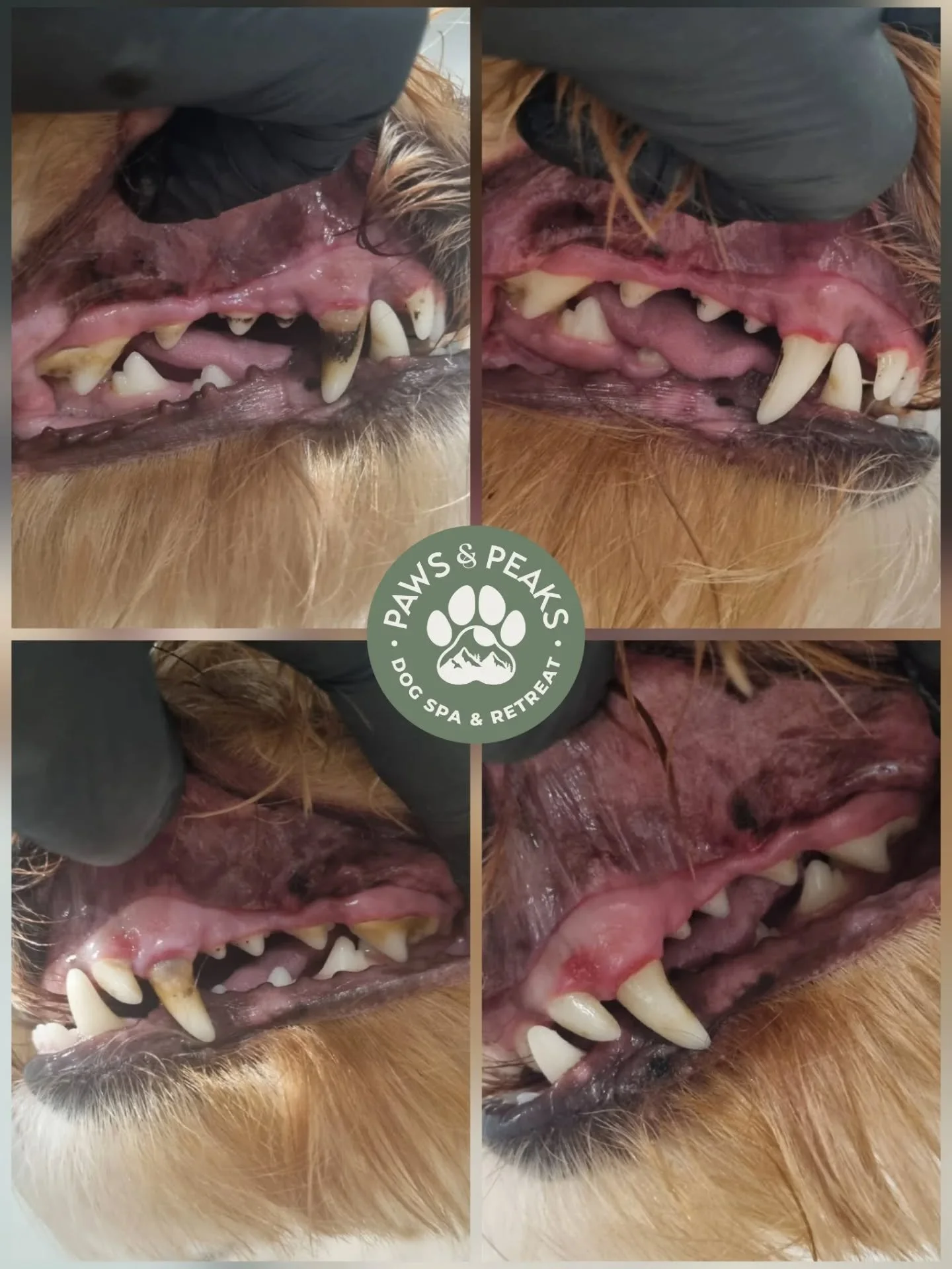 Lovely girl, Piper, started her ultrasonic teeth cleaning journey recently. 🦷✨️

She was a little anxious at the beginning, but she gained trust in me quickly and got on so brilliantly. But let's be honest, the first time results speak for themselve