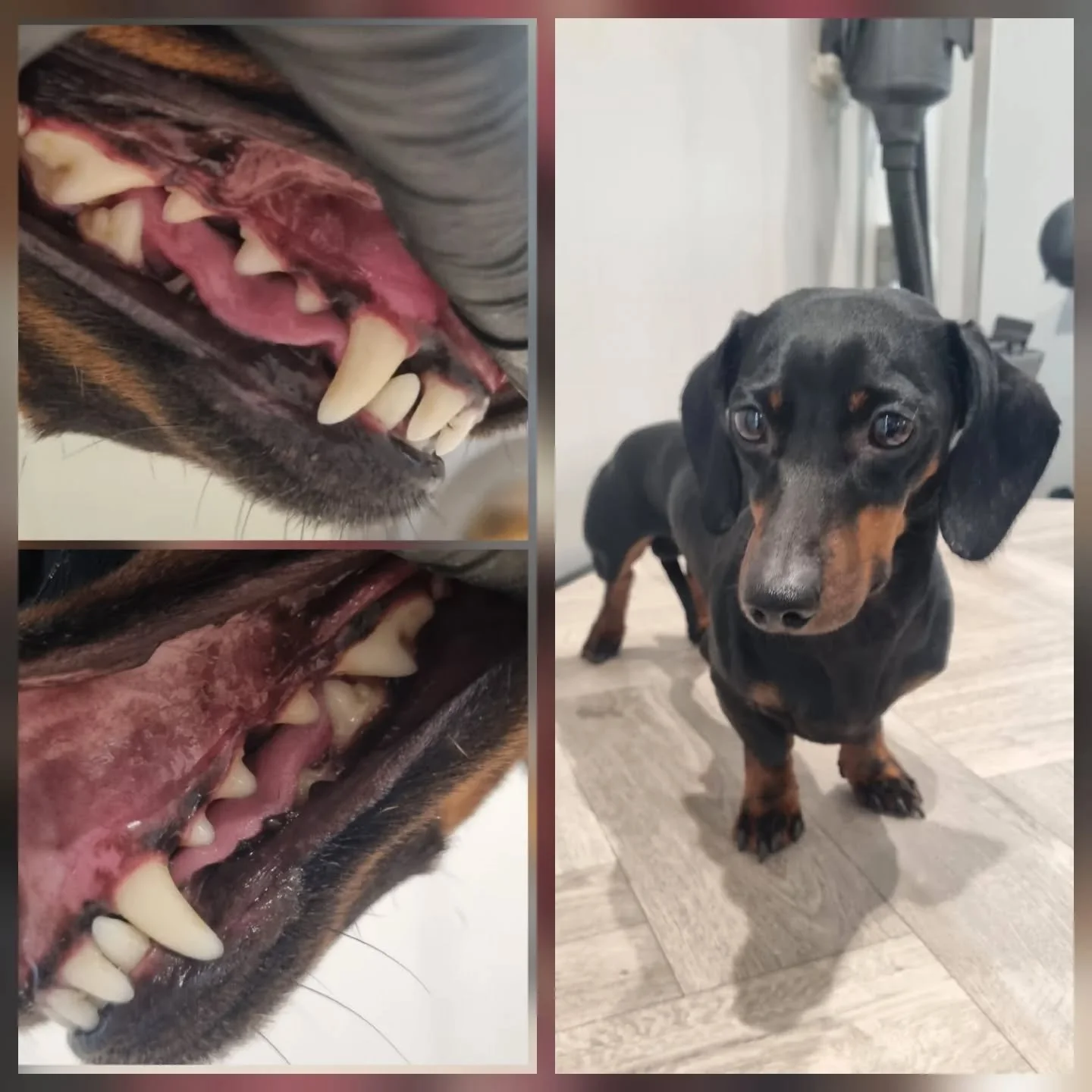 Richmond, keeping up with his oral hygiene. Dazzling smile for a dapper Dachshund 🦷✨️

➡️ Swipe to see the transformation since his first visit in July.
.
.
.
#dachshund #dachshundsofinstagram #dachshundlife #ultrasonicteethcleaning #ultrasonic #emm