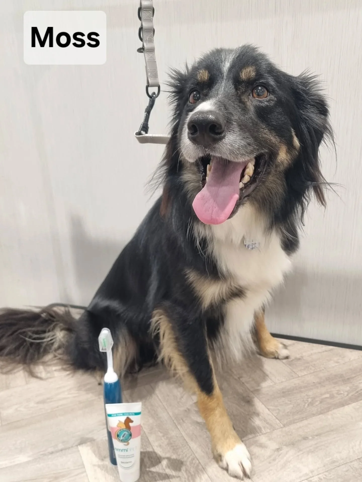 Moss 🖤 Peggy 🩷 Taylor 🤎

My, oh my, what nice teeth you have! 🦷✨️.

I'm so lucky to have such calm and co-operative doggies. Good stars all round ⭐️👏🏻.
.
.
.
#ultrasonicteethcleaning #ultrasonic #emmipet #dogspa #doggrooming&nbsp; #dogslife #do