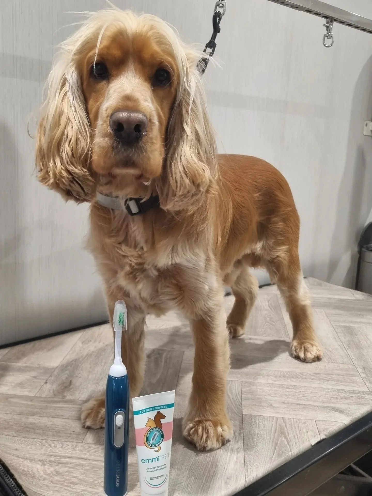 Mylo's first ultrasonic teeth cleaning session.

It was a very energetic 😂 and slightly nervous start, but with patience and a slow introduction to the new treatment, Mylo very quickly gained trust and confidence 👏🏻. A very good, and co-operative 