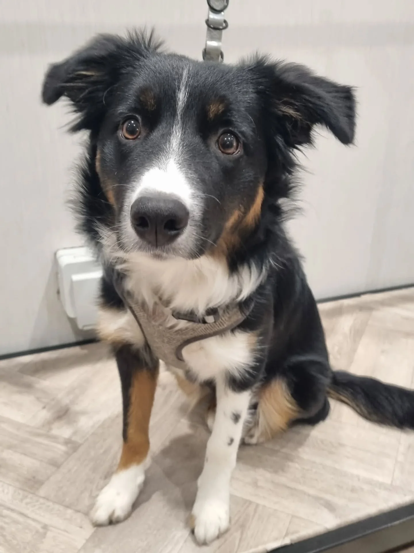 Bandit 🖤🤎🤍

A very handsome young pup indeed. Confident, and eager to please, this good boy will soon be enjoying his pamper appointments to keep that coat sleek and shiny ✨️
.
.
.
#colliesofinstagram #collie #tricollie #puppy #puppylove #colliepu