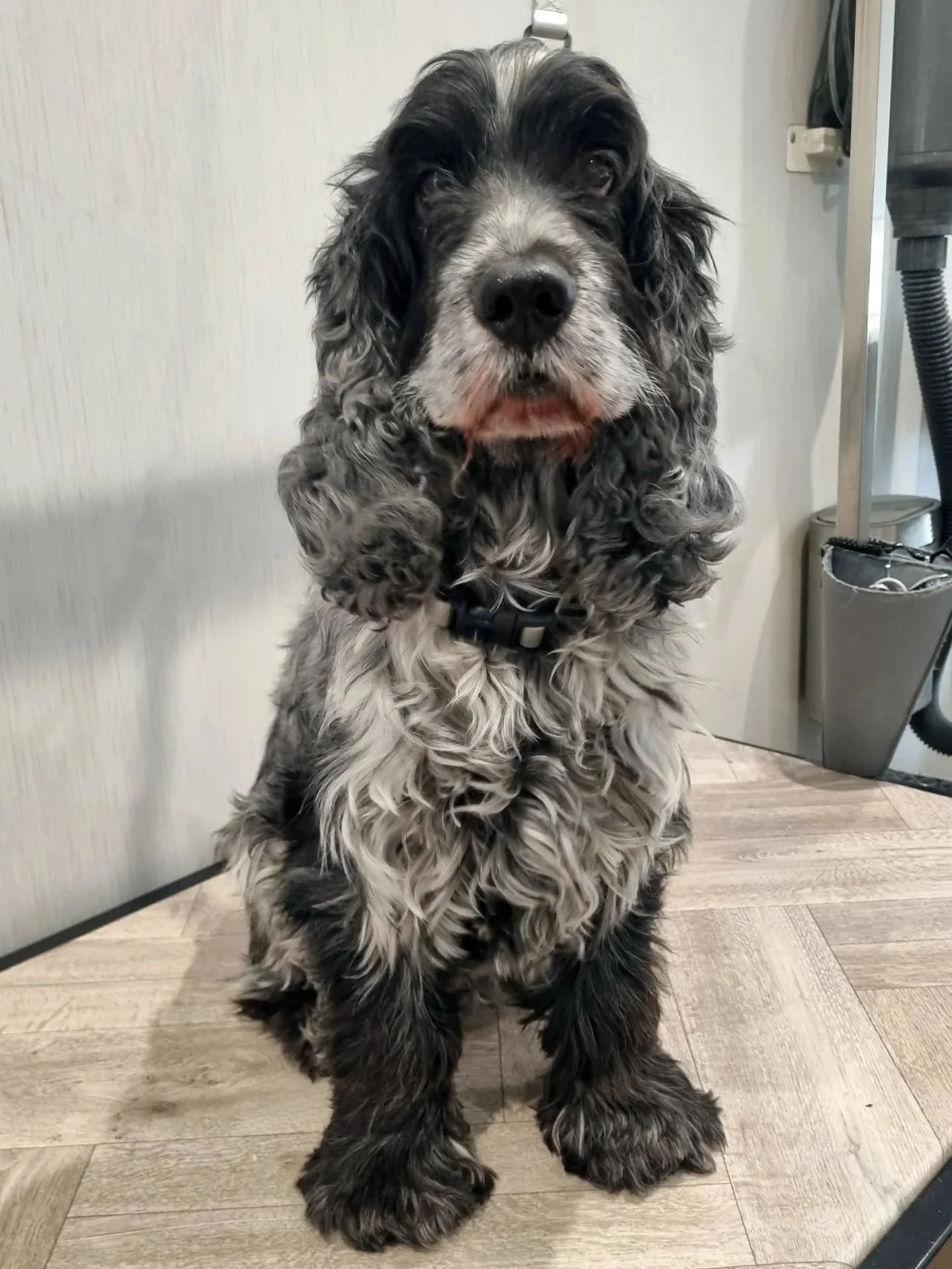 Beautiful senior pup, Bruno, snapped up an Ultrasonic teeth clean appointment.

Work in progress, but what a transformation for his first session. Well done, Bruno 👏🏻✨️🦷.
.
.
.
#ultrasonicteethcleaning #ultrasonic #emmipet #cockerspaniel #showcock