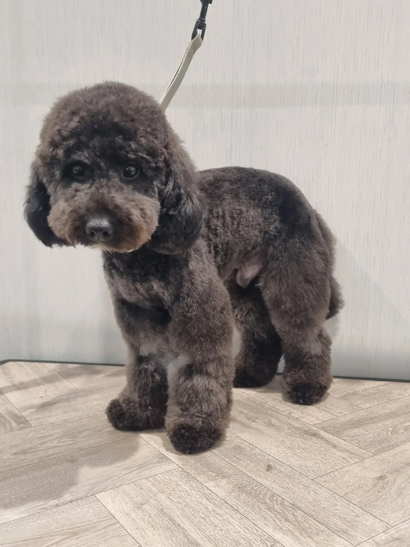 Arlo 🖤

A soft face and longer legs 🖤 for this little sweetheart (just waiting for the front sections to grow back fully after his wee op 🥹)
.
.
.
#cockapoo #cockapoosofinstagram #doggroomer #goodboy #dogspa
