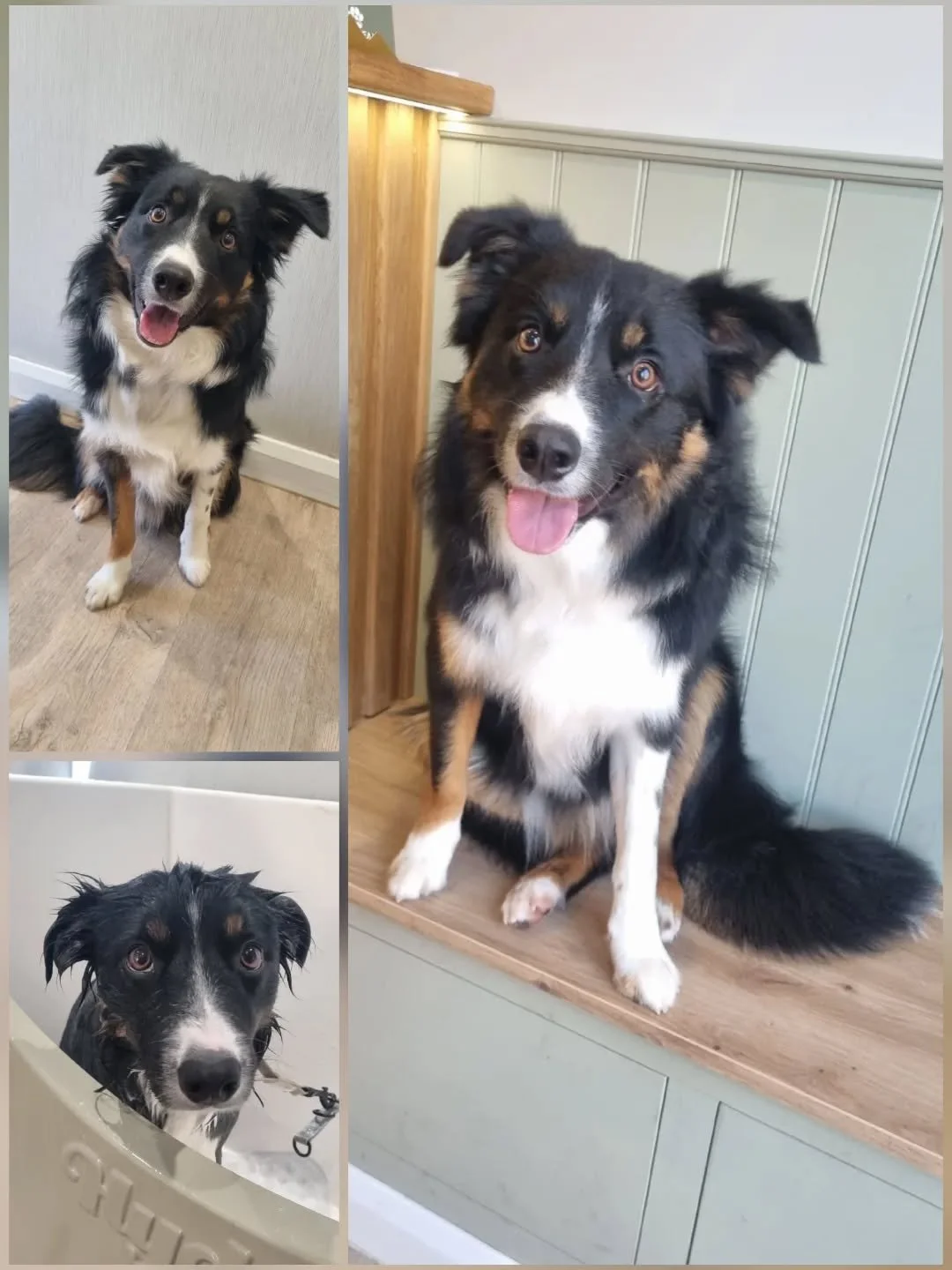Bandit by name, but not by nature.

At 9 months old - still really just a baby - his character and personality traits shine bright. So eager to please, trusting and patient.

It was a very joyful first appointment for him and I, and I look forward to