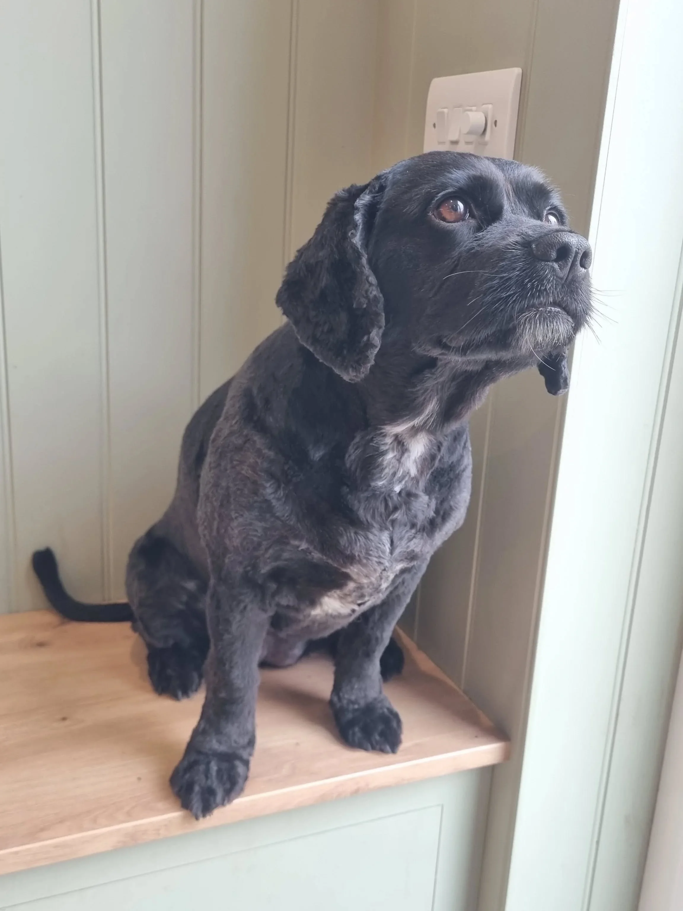 Beautiful cockalier, Macey had her regular trim today along with her first ever ultrasonic teeth cleaning session.
Usually a little anxious, Macey was quick to relax into having her teeth cleaned. It's so rewarding to see her grow more confident with