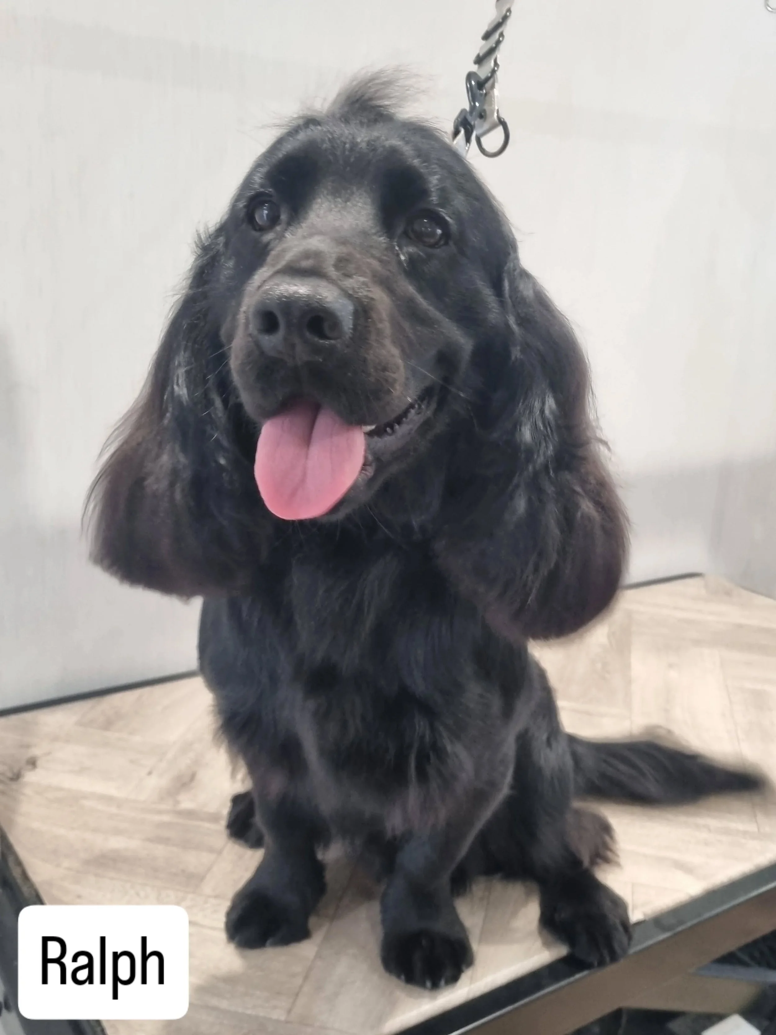 It's been a beautifully busy April 🐶🥰