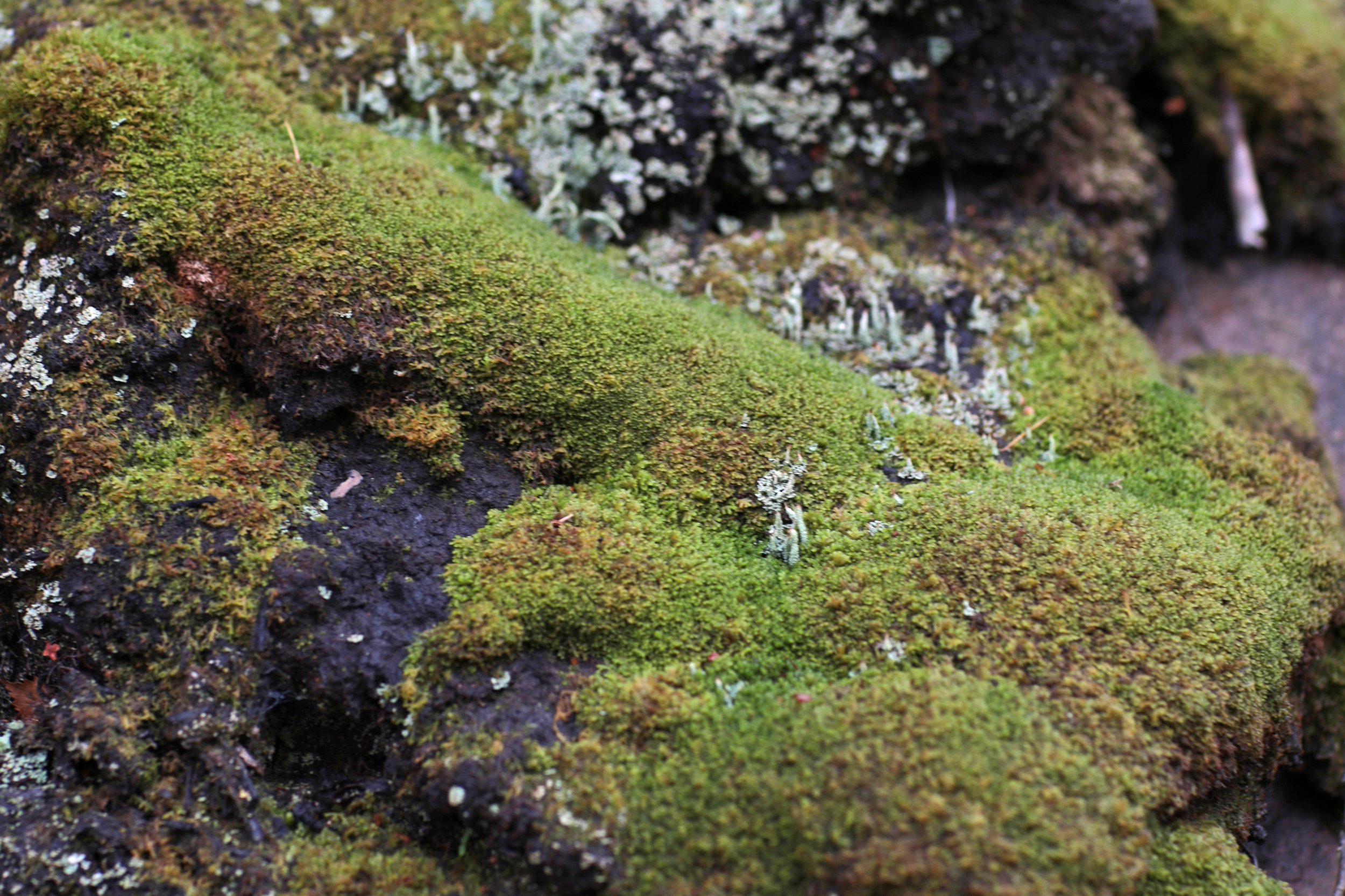 Scotland Autumn__0024_Layer 15.jpg