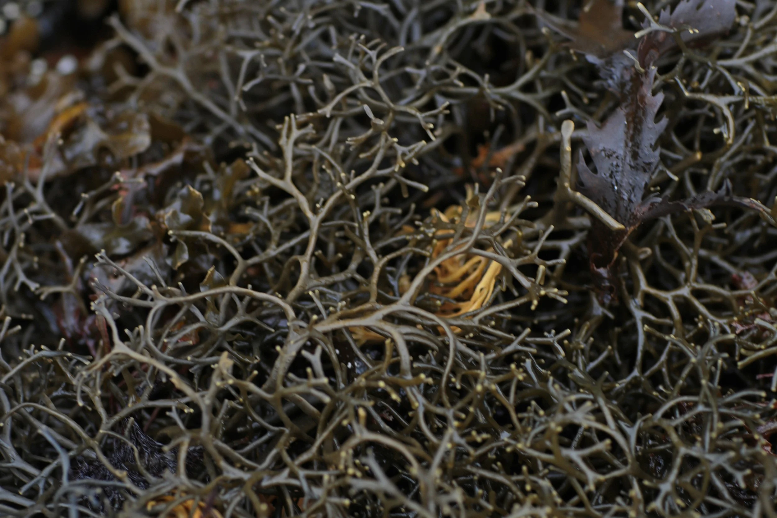 Scotland Autumn__0009_Layer 30.jpg