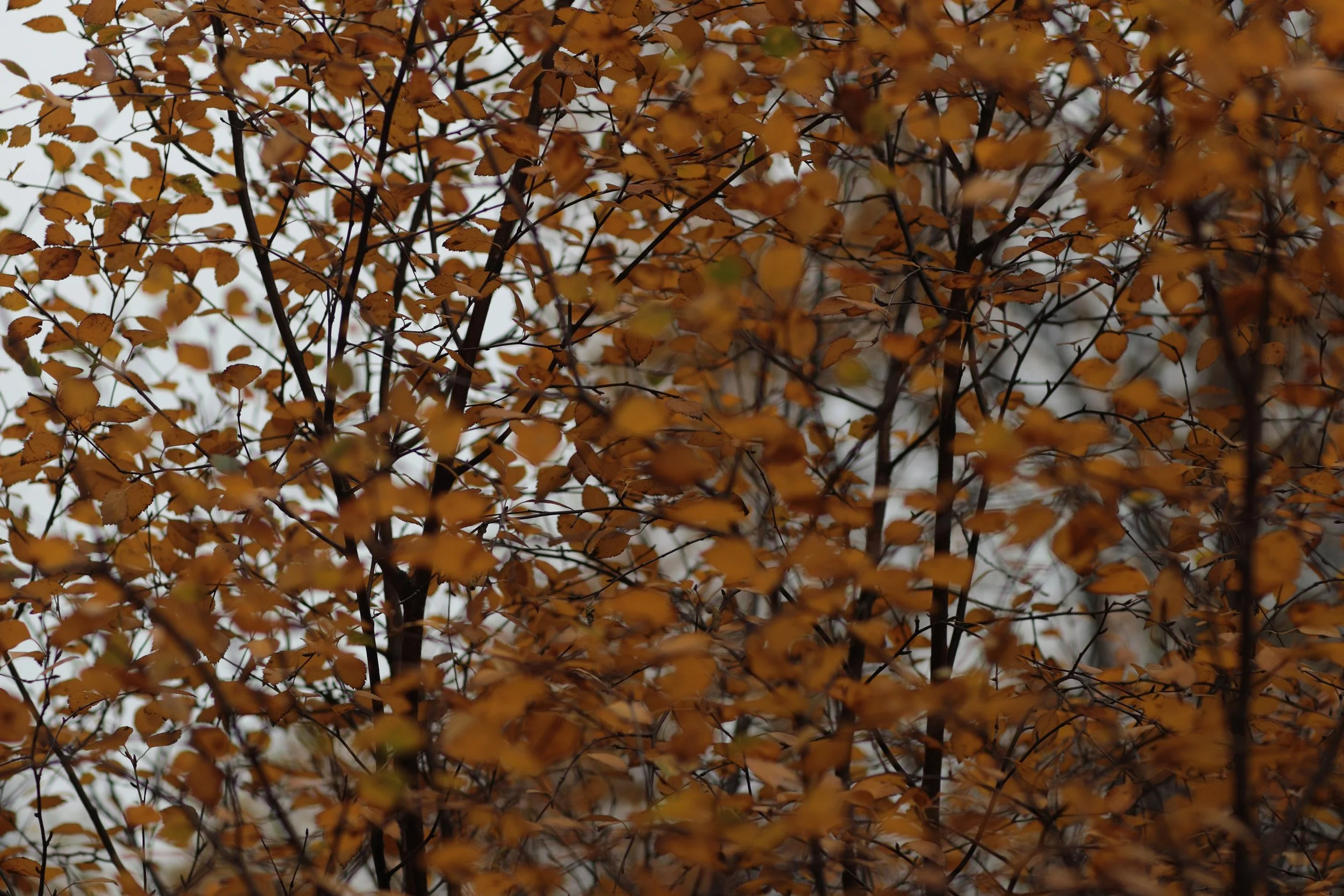 Scotland Autumn__0023_Layer 16.jpg