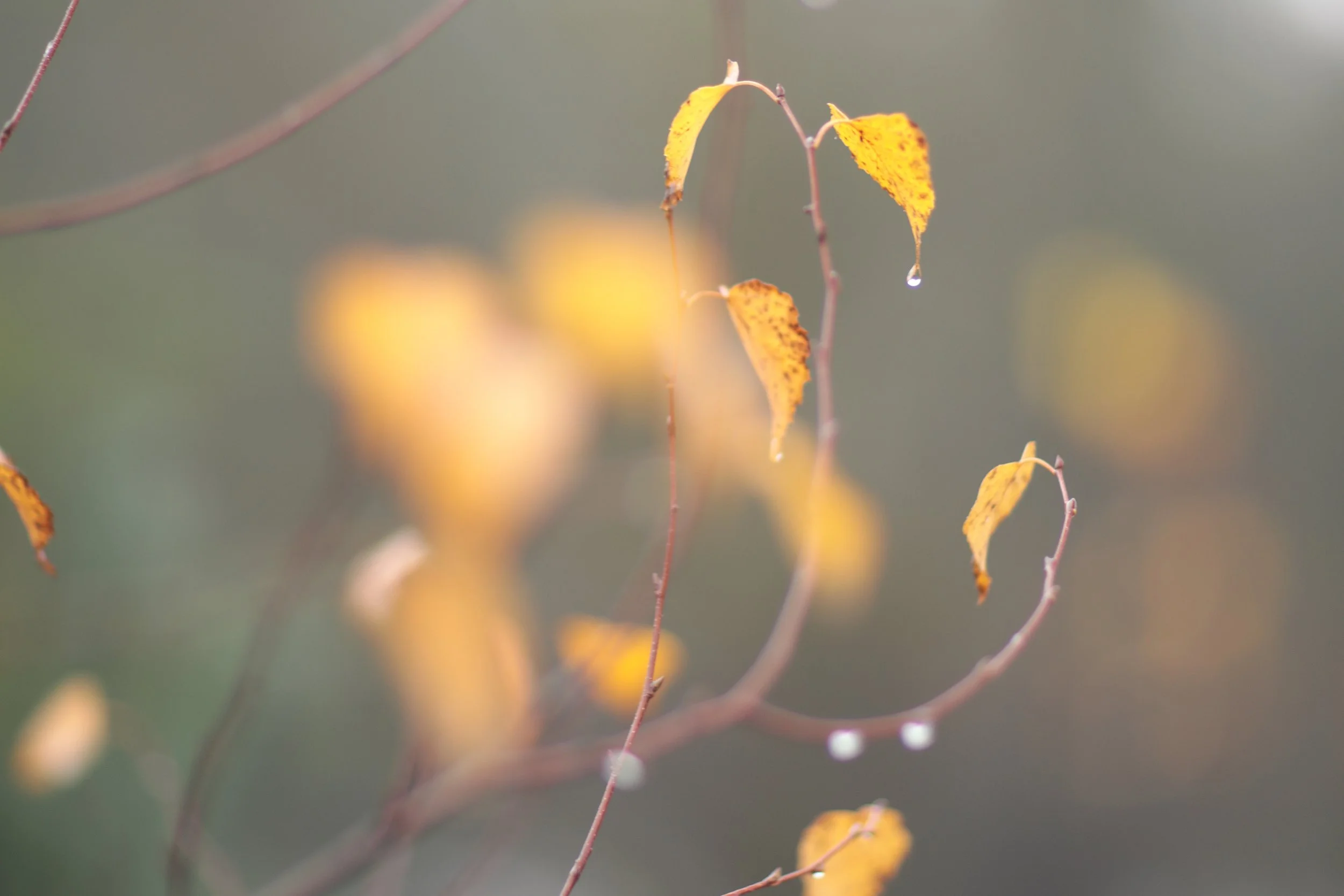 Scotland Autumn__0000_Layer 39.jpg