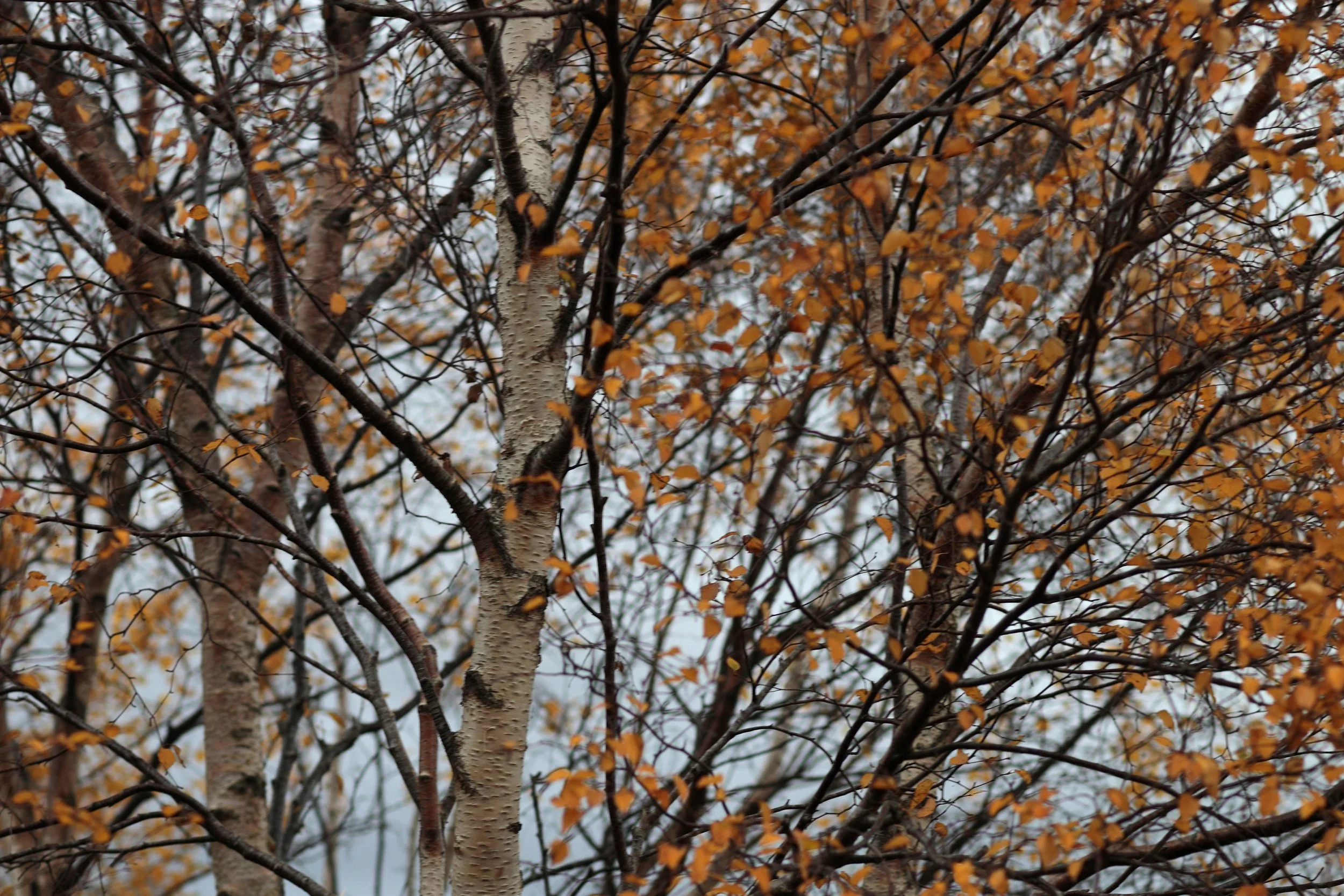 Scotland Autumn__0015_Layer 24.jpg