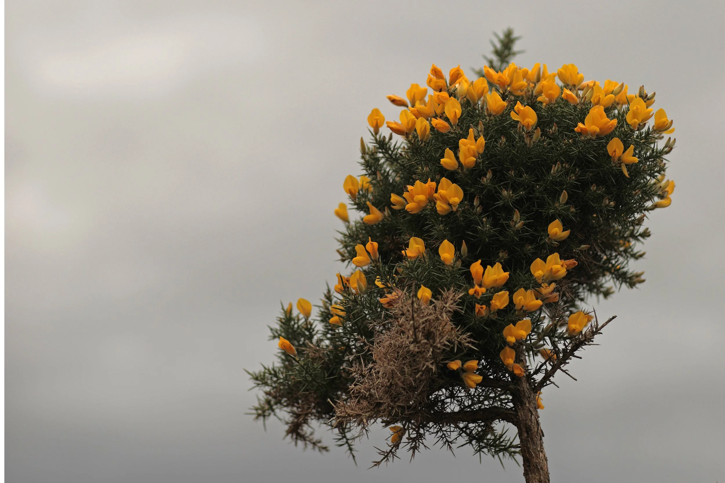 Scotland Autumn__0008_Layer 31.jpg