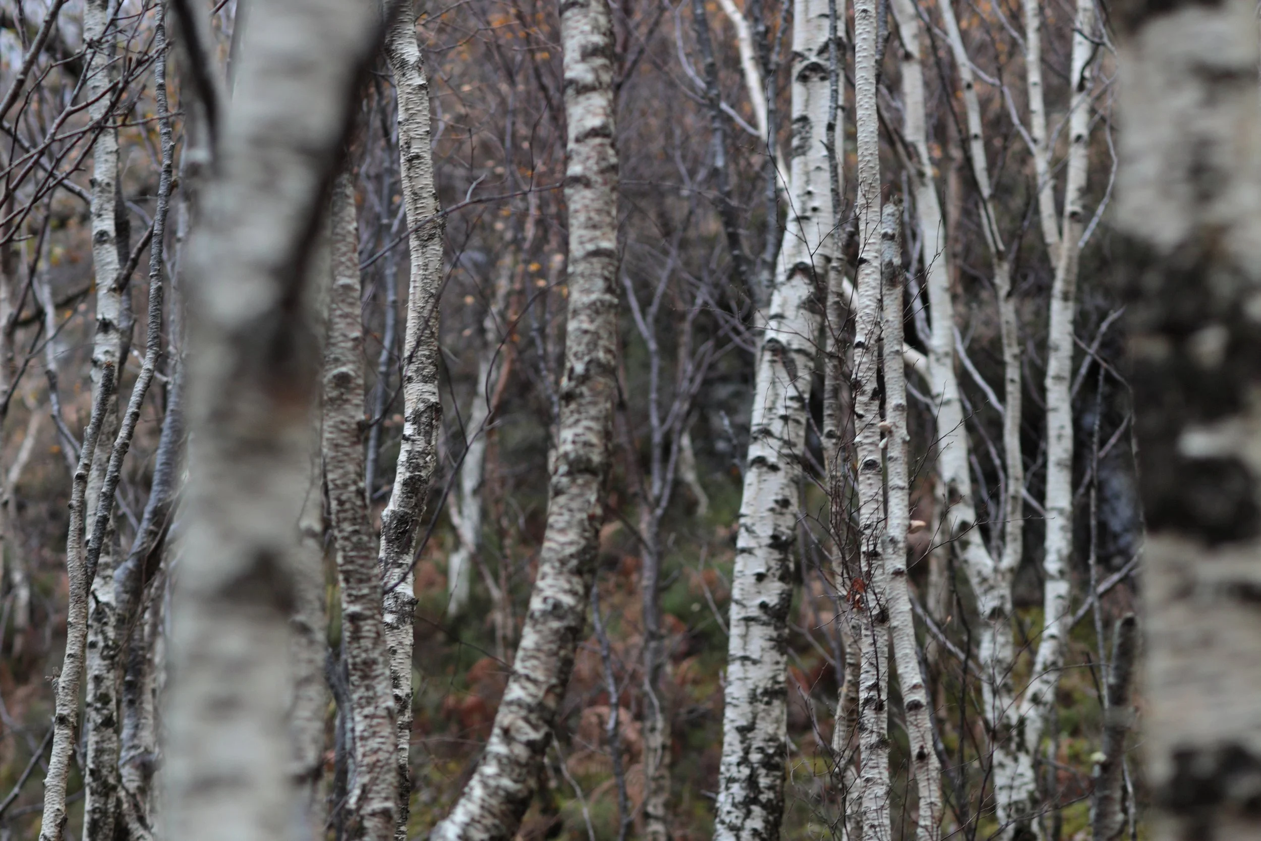 Scotland Autumn__0013_Layer 26.jpg