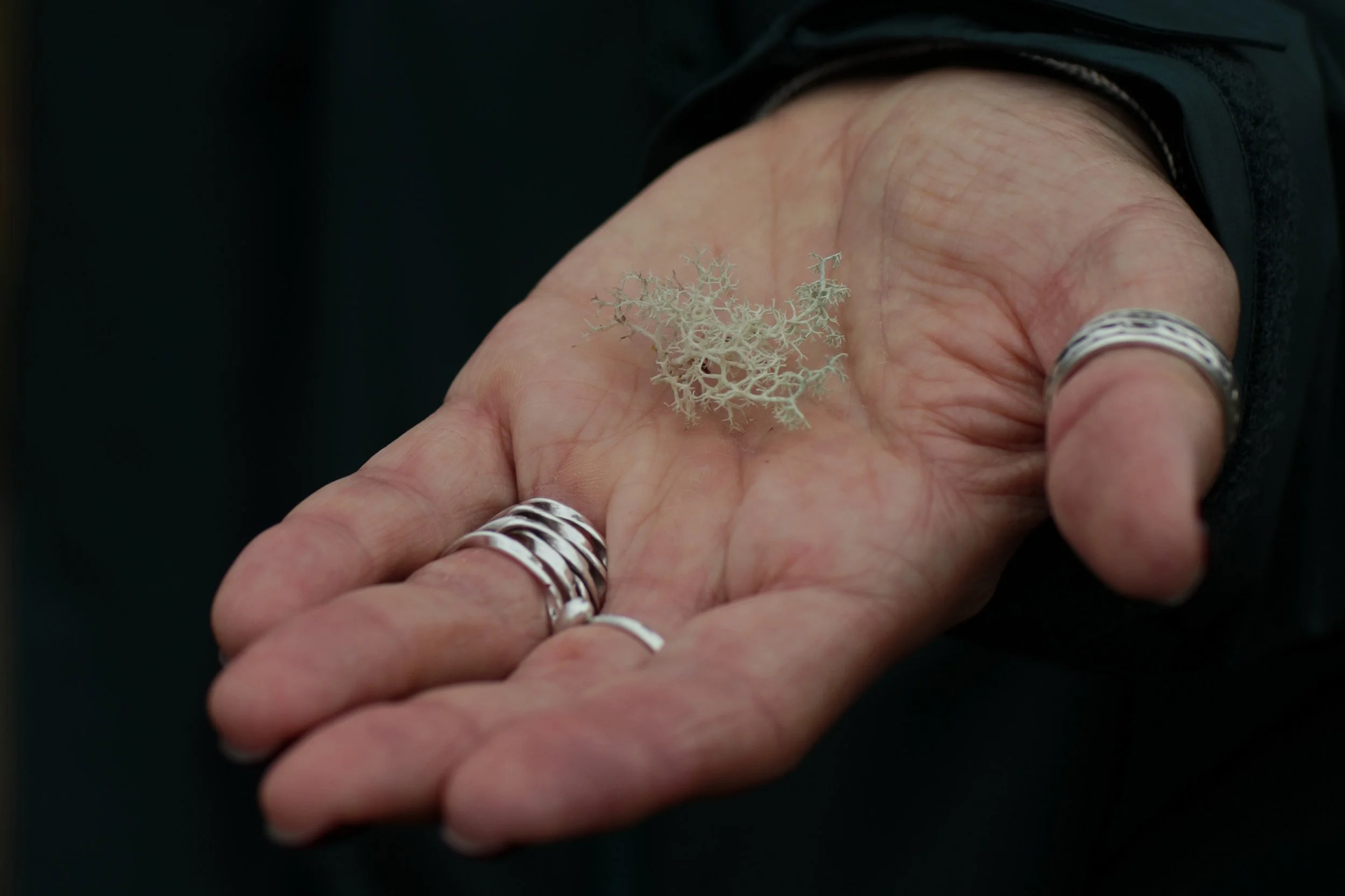 Scotland Autumn__0007_Layer 32.jpg