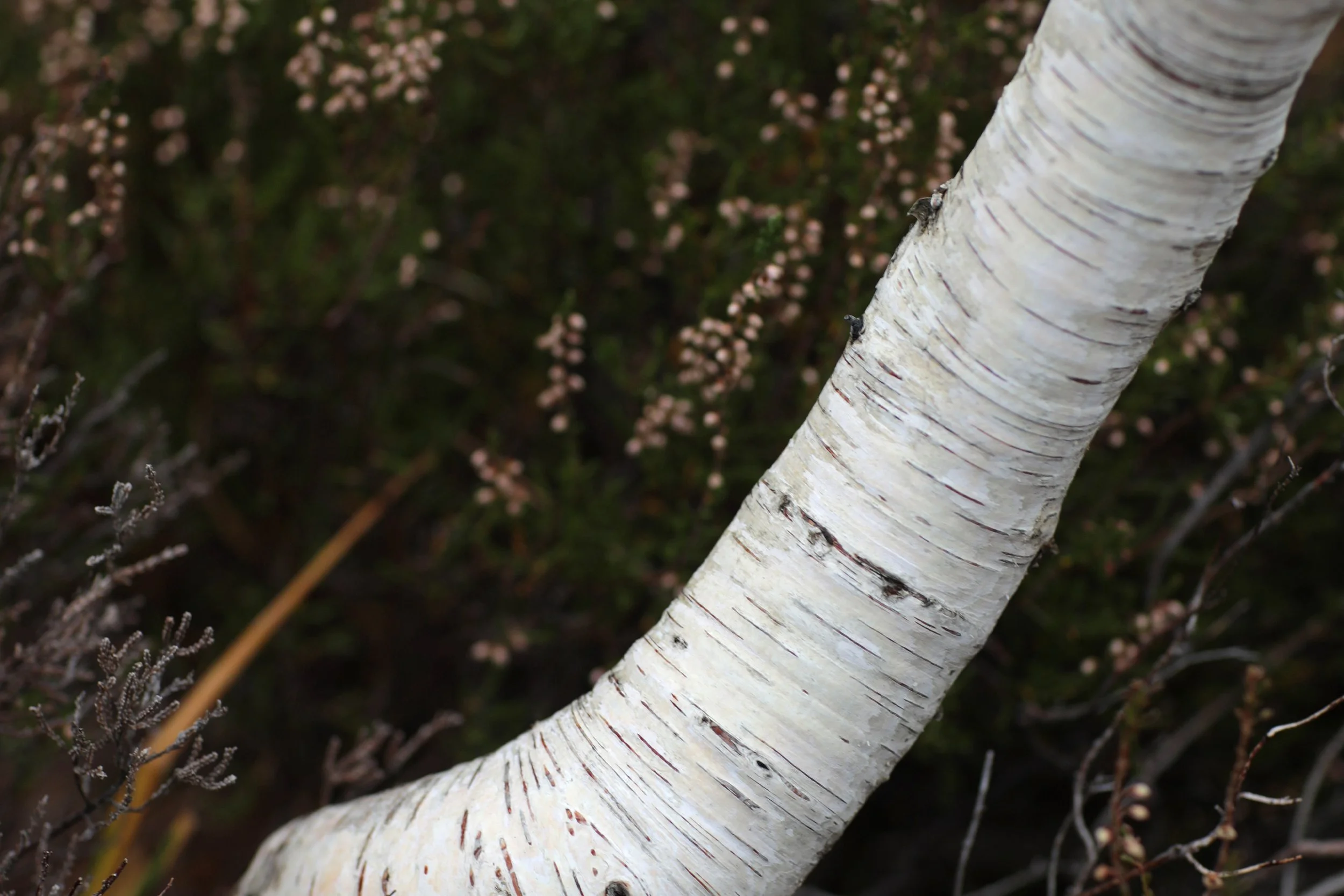 Scotland Autumn__0005_Layer 33.jpg