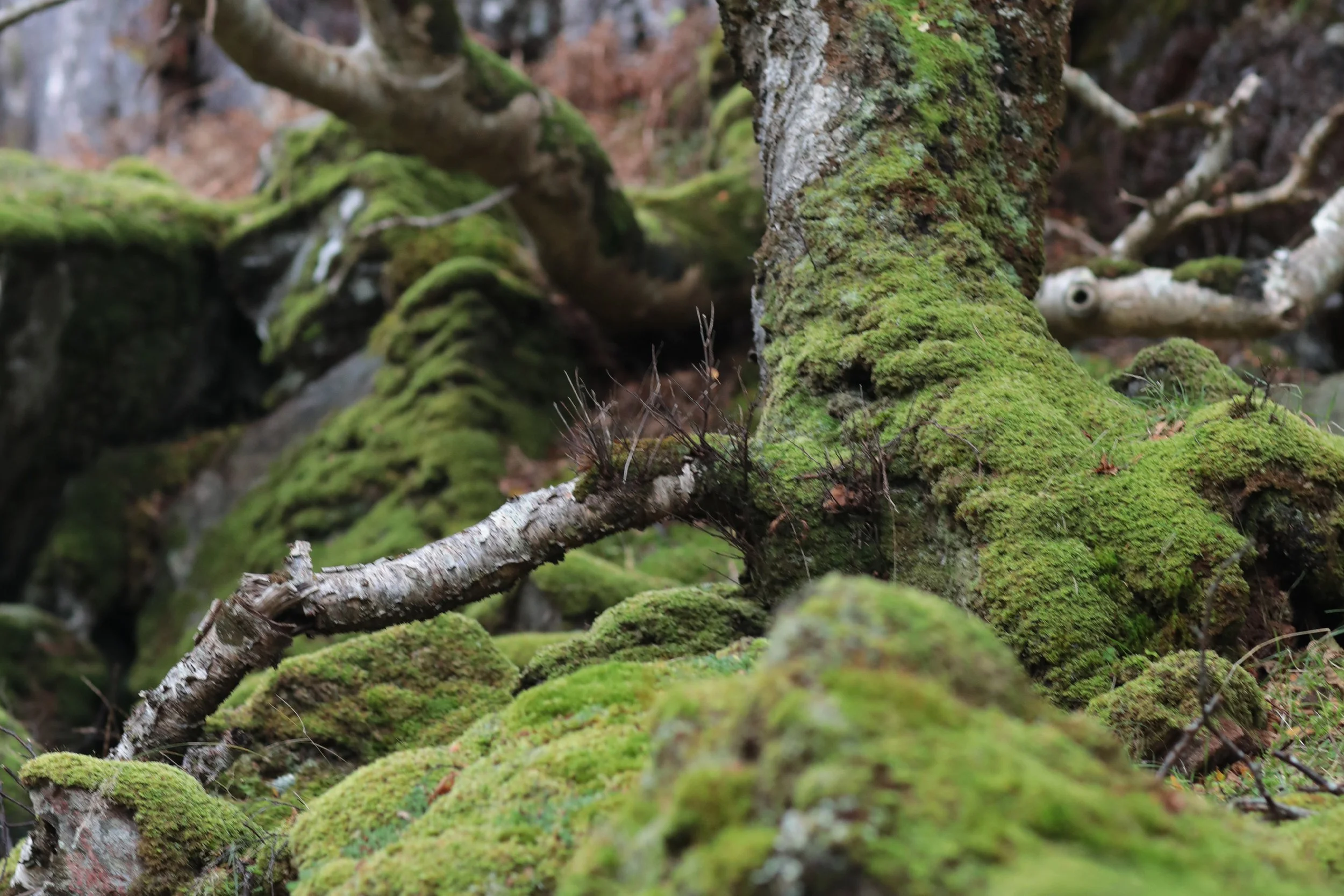 Scotland Autumn__0014_Layer 25.jpg