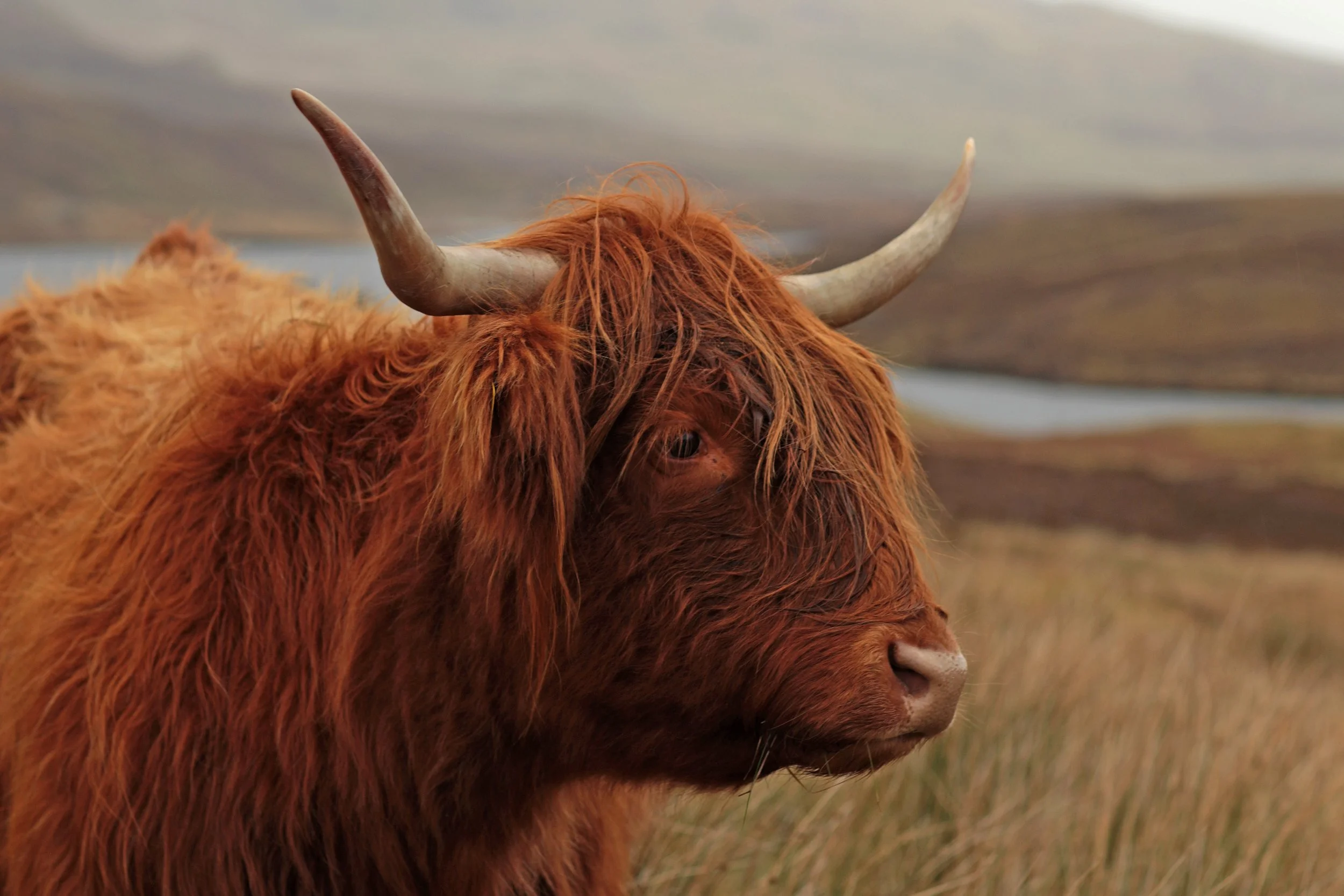 Scotland Autumn__0027_Layer 12.jpg