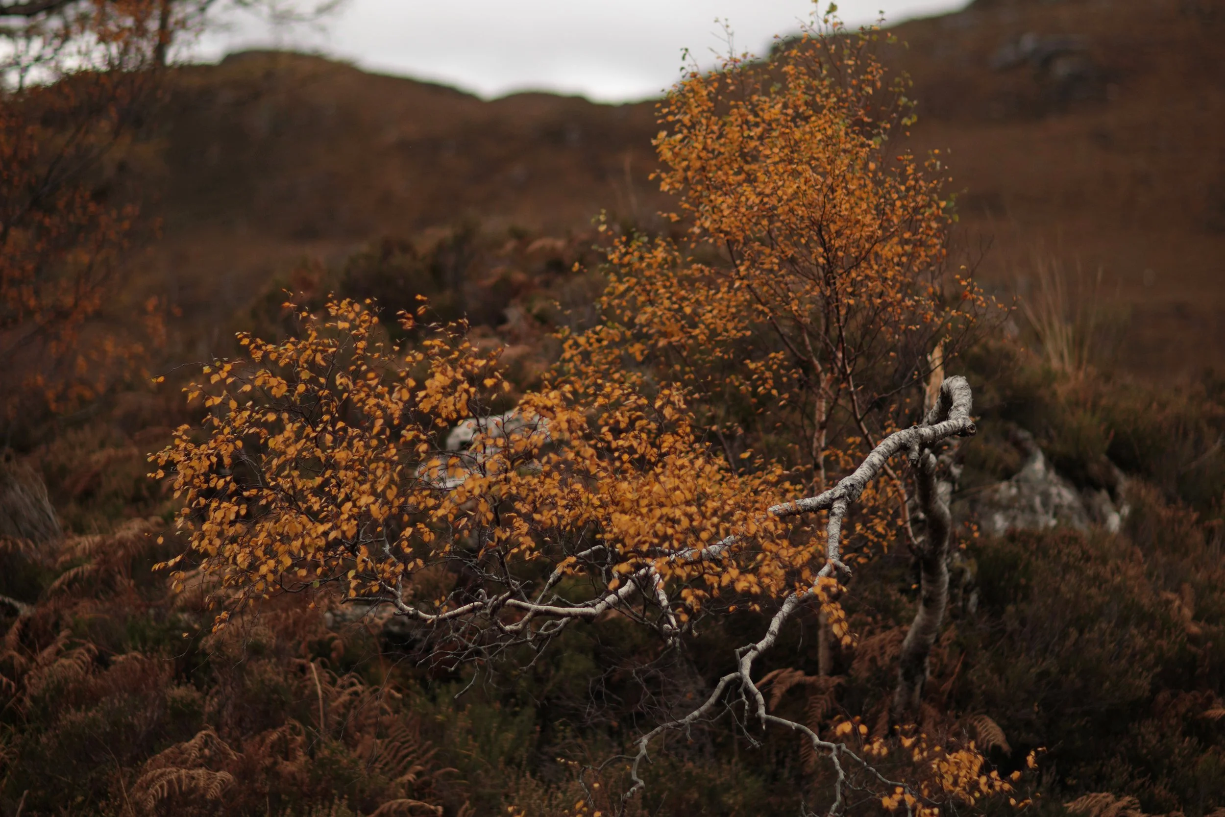 Scotland Autumn__0004_Layer 34.jpg