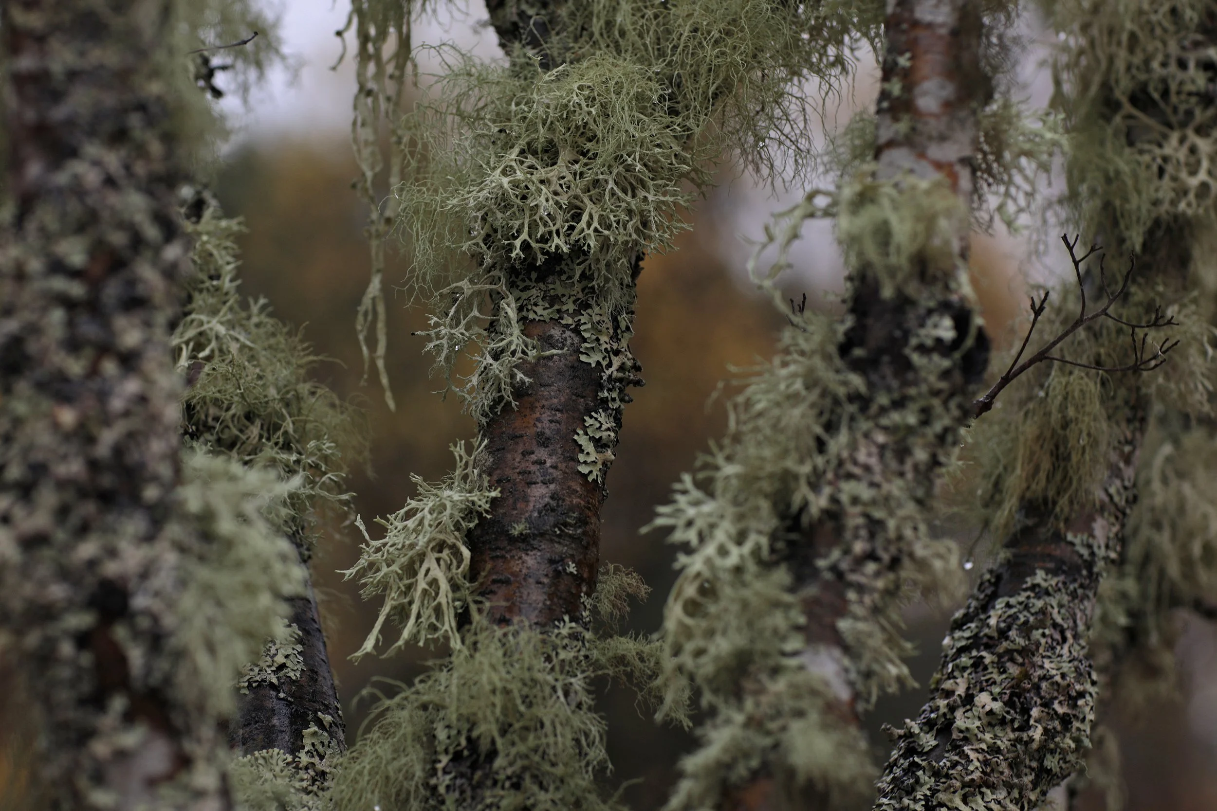 Scotland Autumn__0037_Layer 2.jpg