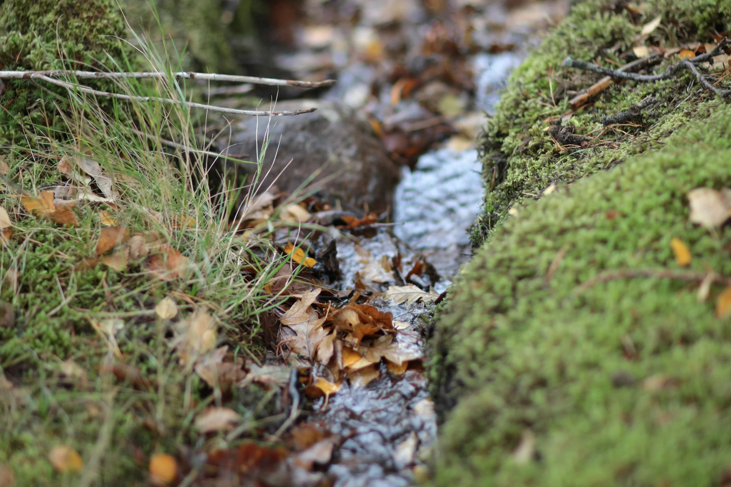 Scotland Autumn__0003_Layer 35.jpg