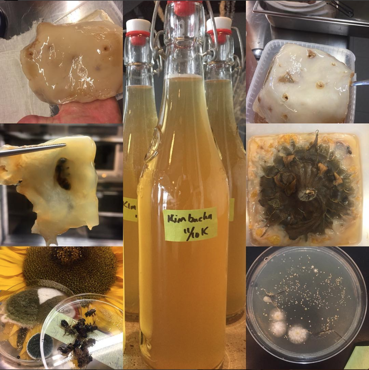 Spontaneous kombucha