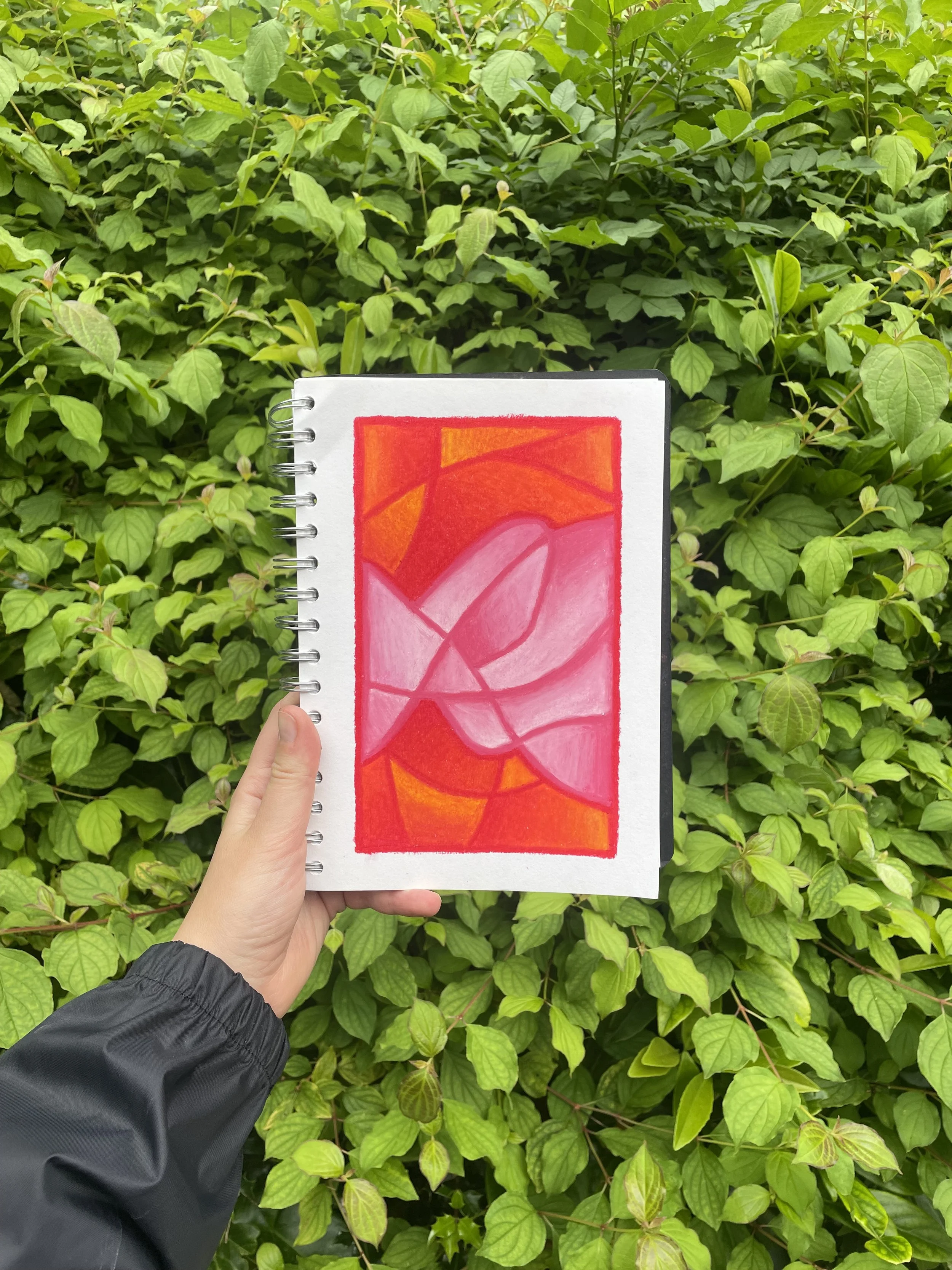 20250804 - FICUS.jpeg