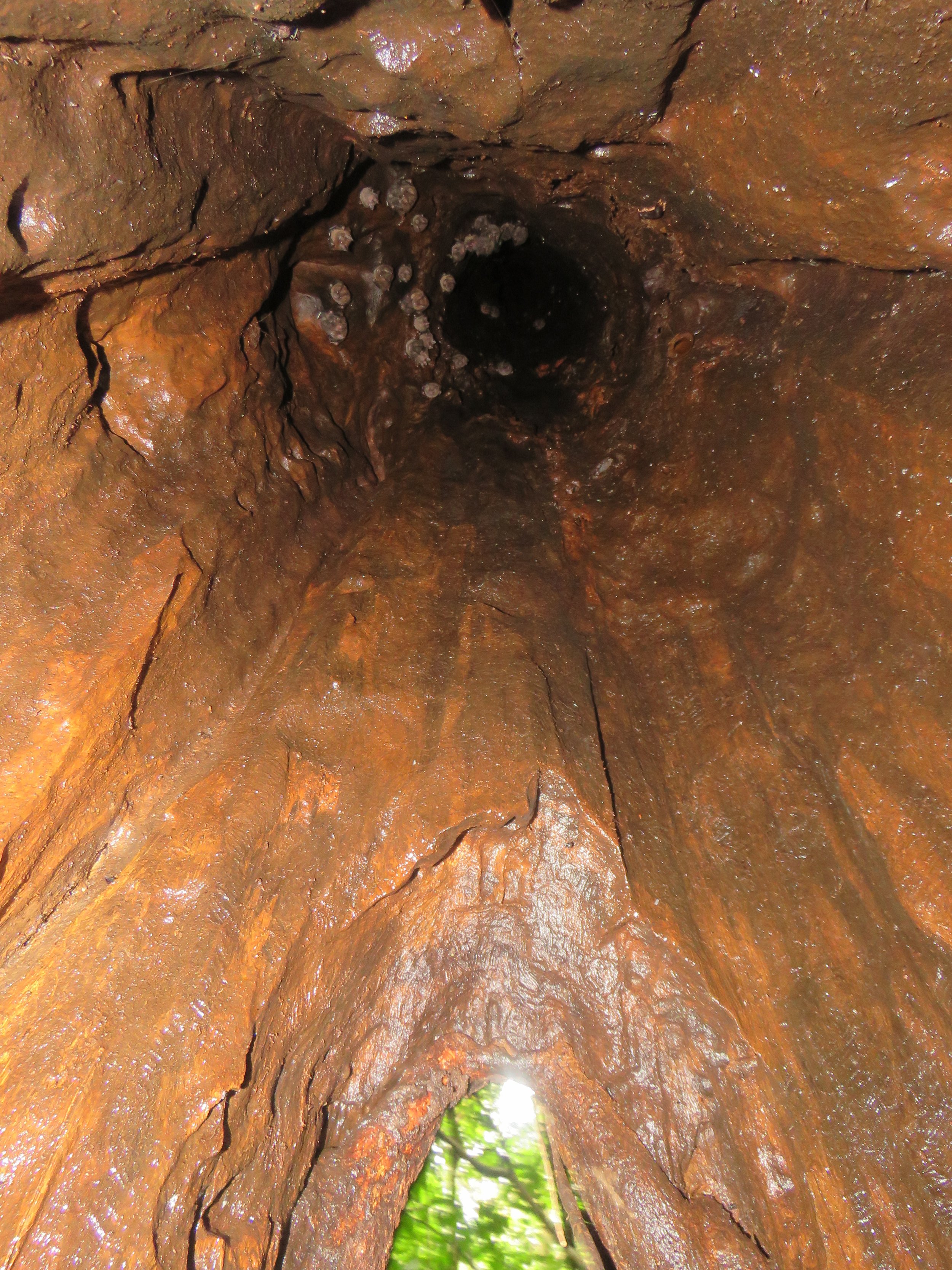 bats strangler fig hollow.JPG