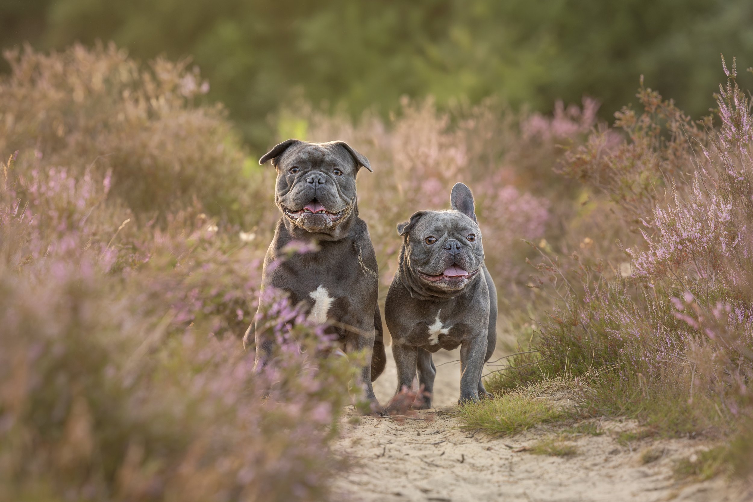 Twee grijze franse buldoggen poseren tussen de heide 